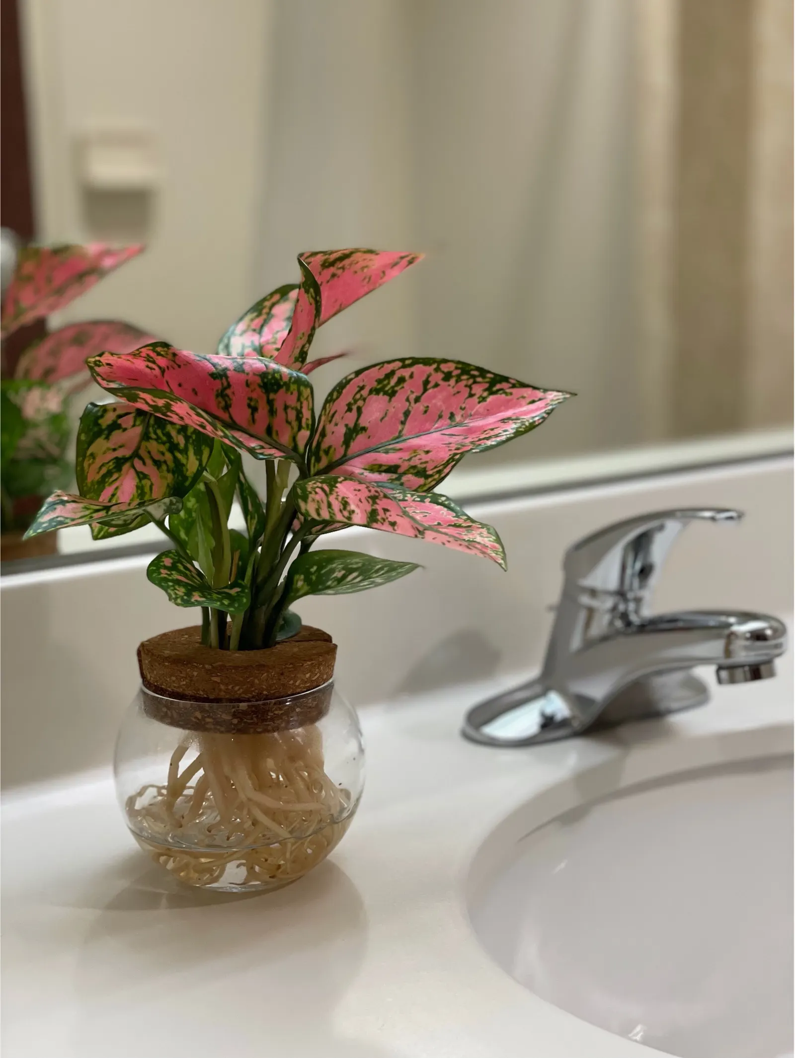 Ruby Crab™ Chinese Evergreen (Aglaonema x) — The Aglaonema x 'Ruby Crab' is an upright Chinese Evergreen with glossy lance-shaped leaves