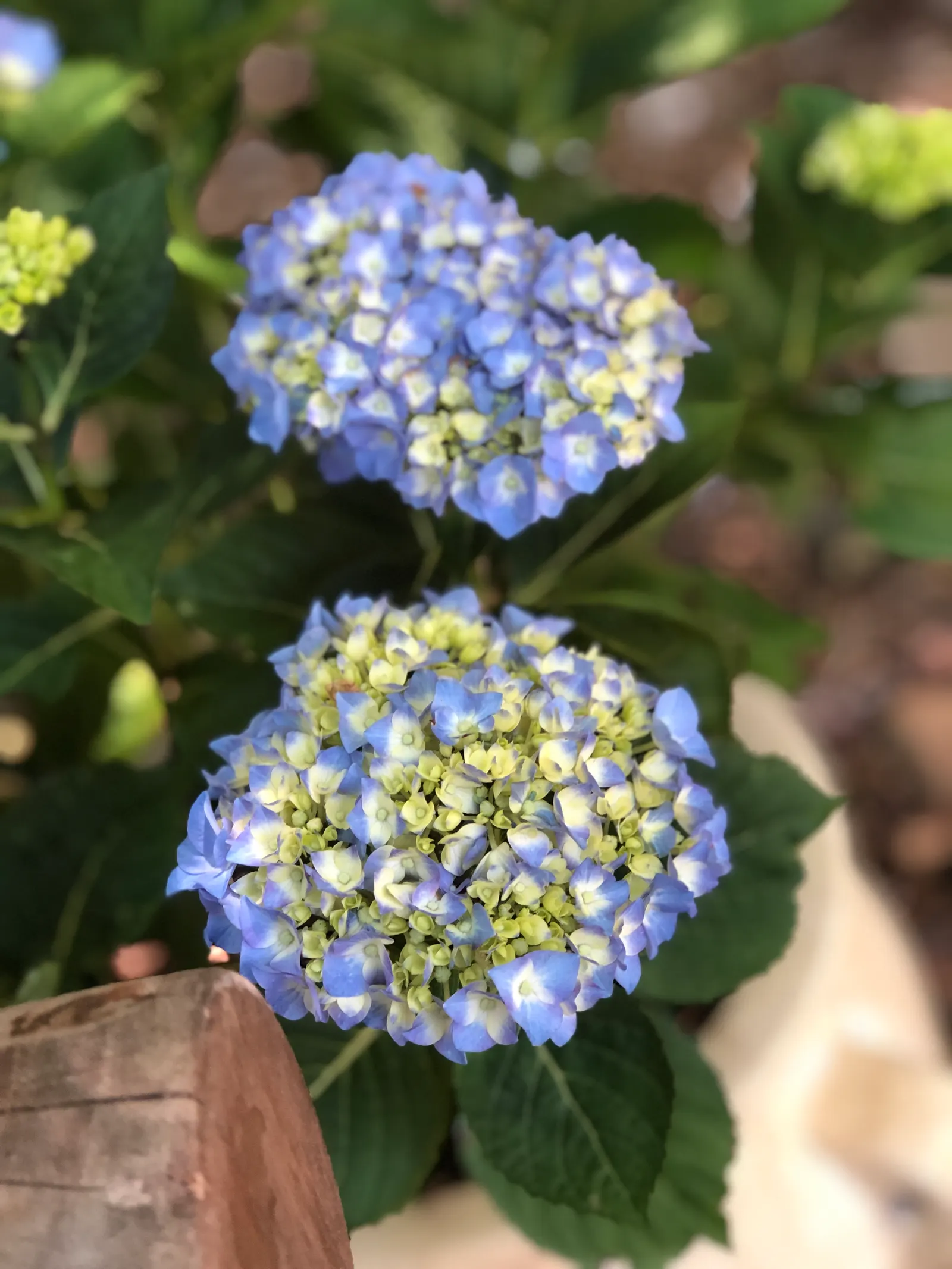 Let's Dance&reg; Blue Jangles Hydrange (Hydrangea 'Let's Dance Blue Jangles') — It showcases rich blue to pink flowers, depending on soil pH, from early summer