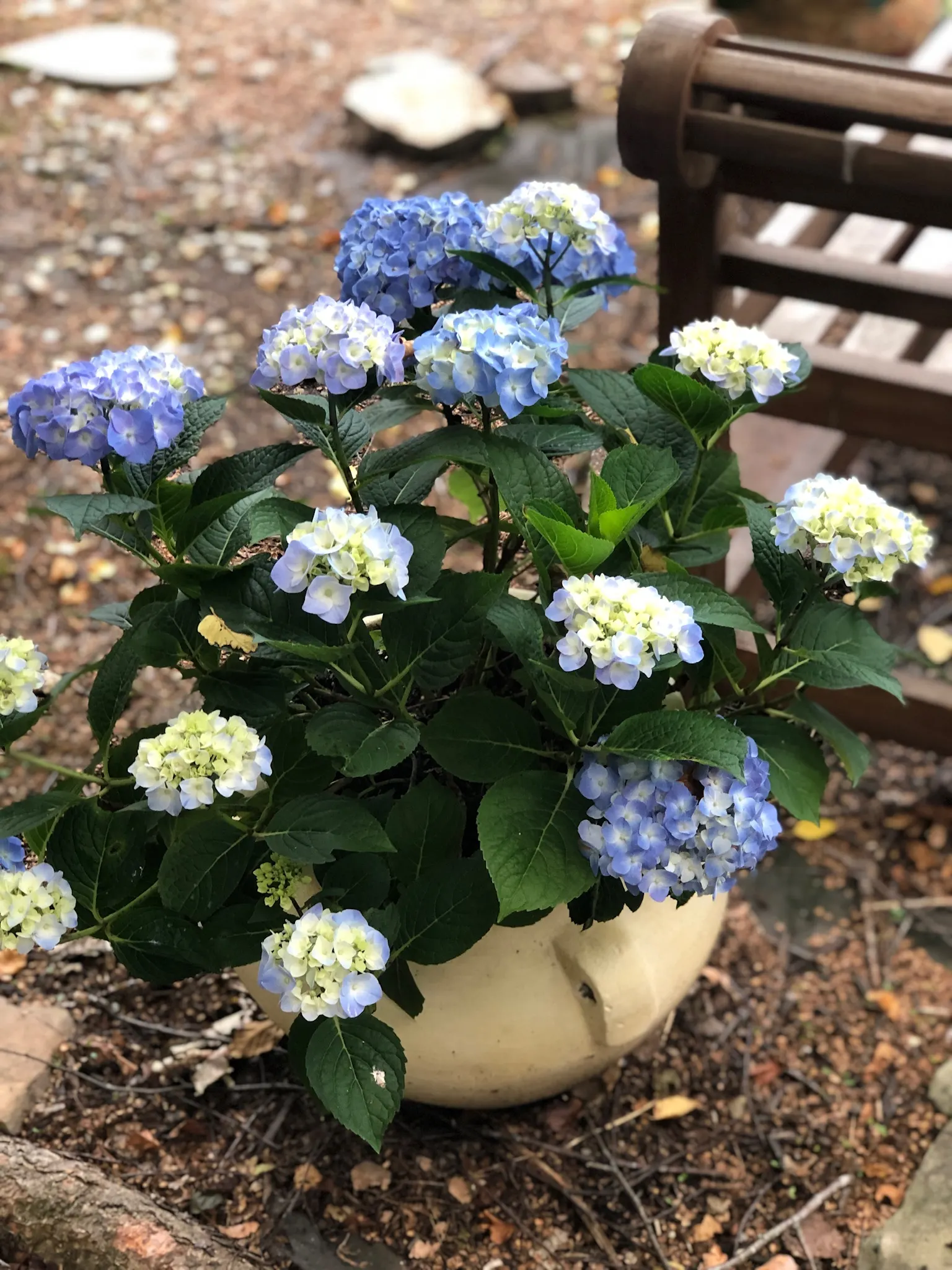 Let's Dance&reg; Blue Jangles Hydrange (Hydrangea 'Let's Dance Blue Jangles') — The Let's Dance&reg; Blue Jangles Hydrangea is a reblooming