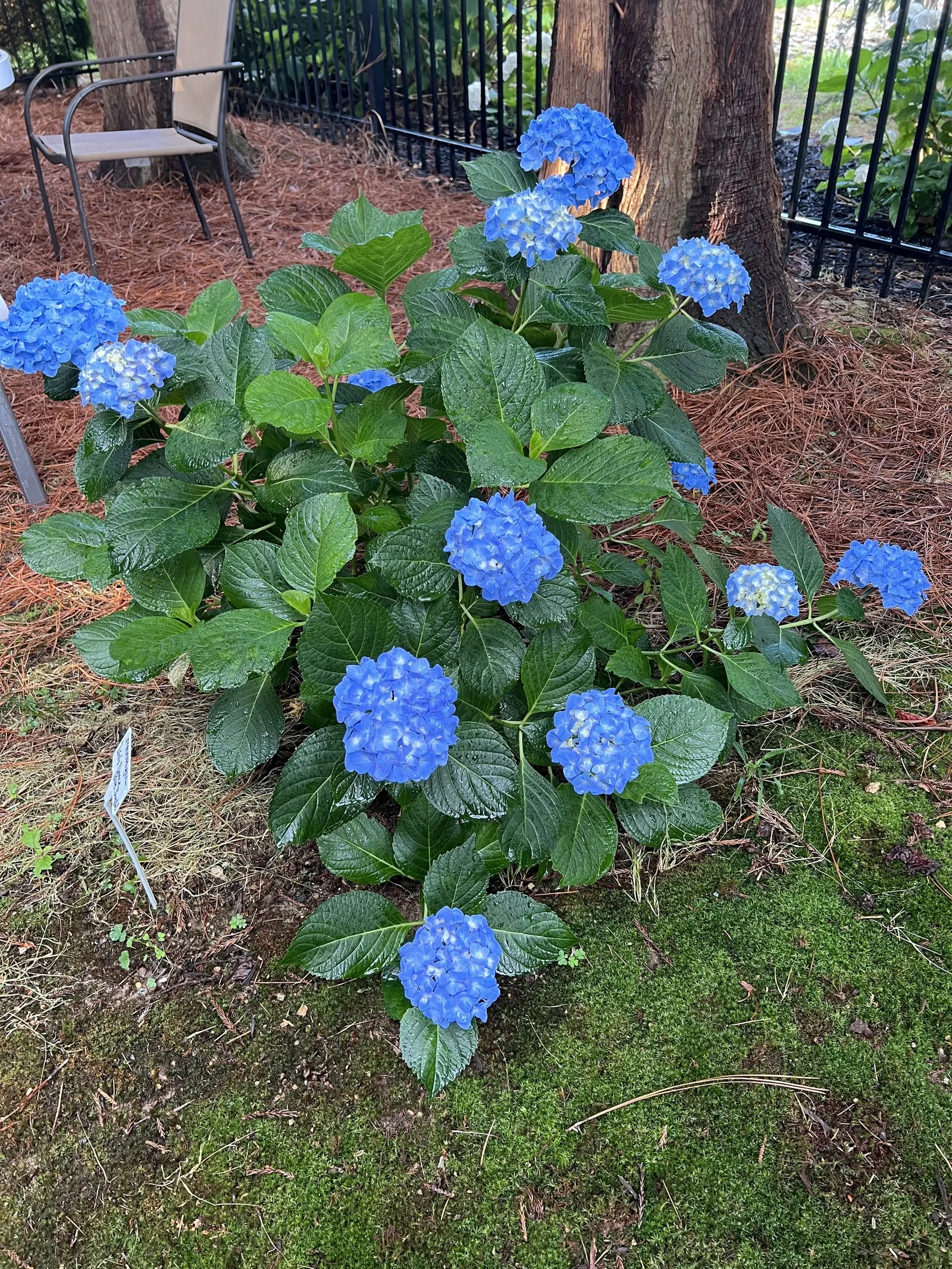 Let's Dance&reg; Blue Jangles Hydrange (Hydrangea 'Let's Dance Blue Jangles') — reaching 1-2 feet in height with a similar spread