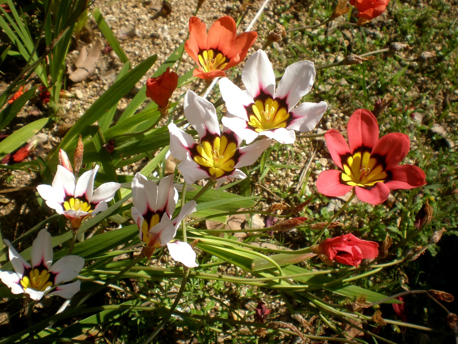 Sparaxis, Harlequin Flower (Sparaxis Tricolor) — For a dramatic presentation, plant the corms in groups or clusters, spacing them about 3 to 4, image 69