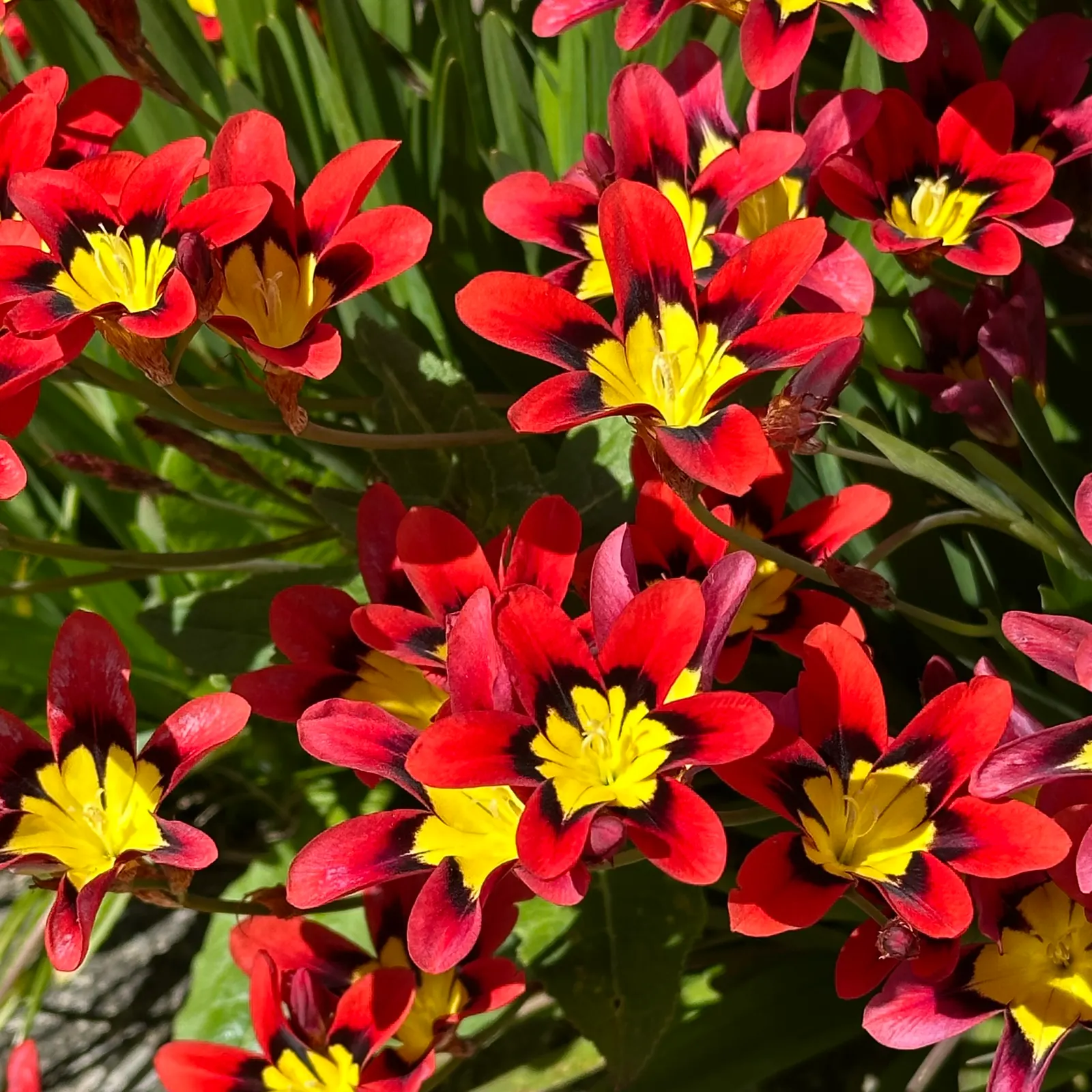 Sparaxis, Harlequin Flower (Sparaxis Tricolor) — making them ideal for mid-border plantings or as an accent in rock gardens; bulb / perennial with, image 62