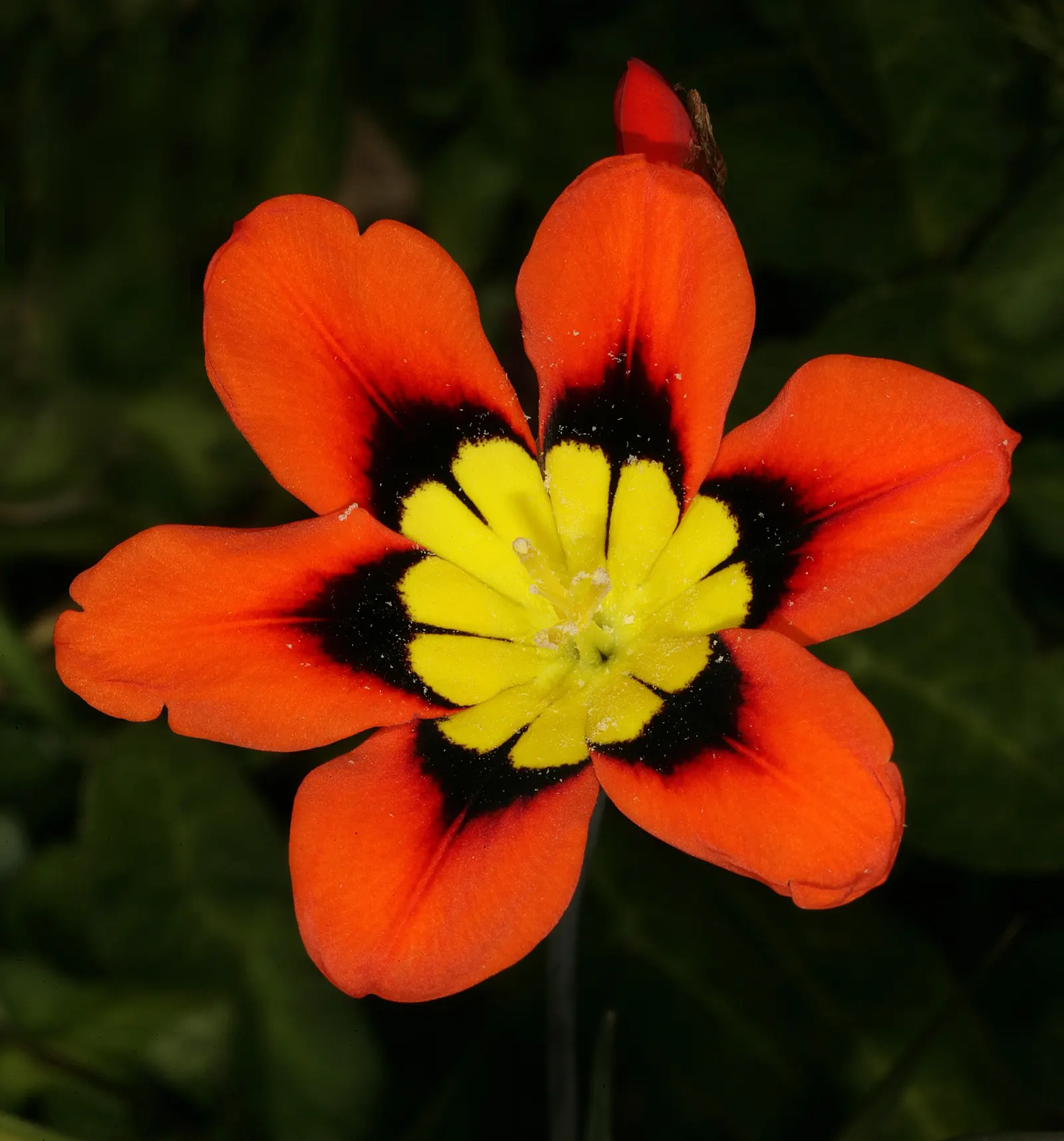 Sparaxis, Harlequin Flower (Sparaxis Tricolor) — and eye-catching accents in mixed beds; which appear in late spring to early summer