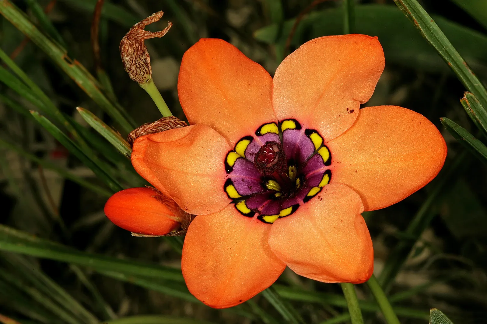 Sparaxis, Harlequin Flower (Sparaxis Tricolor) — When designing a landscape with Sparaxis, ensure it receives at least 6 hours of direct sunlight per day; this