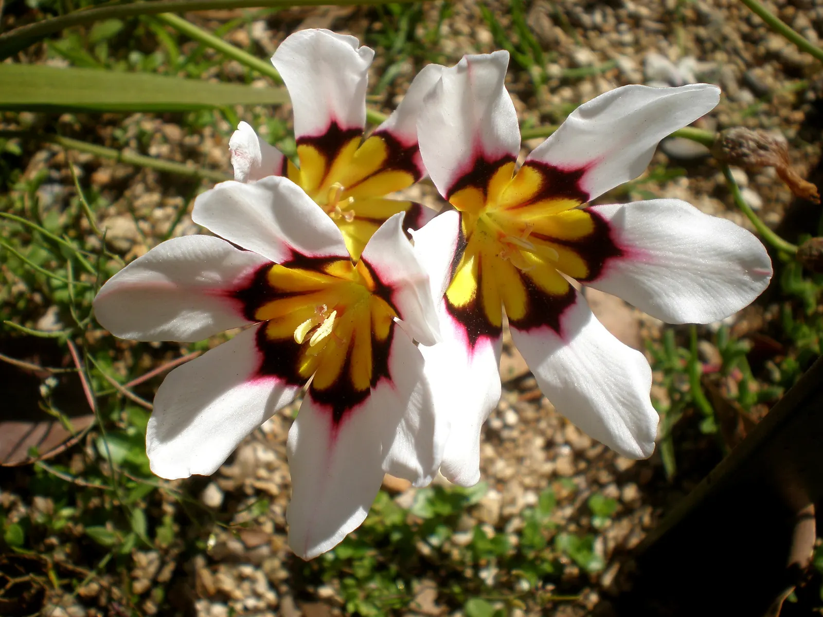 Sparaxis, Harlequin Flower (Sparaxis Tricolor) — Originating from South Africa