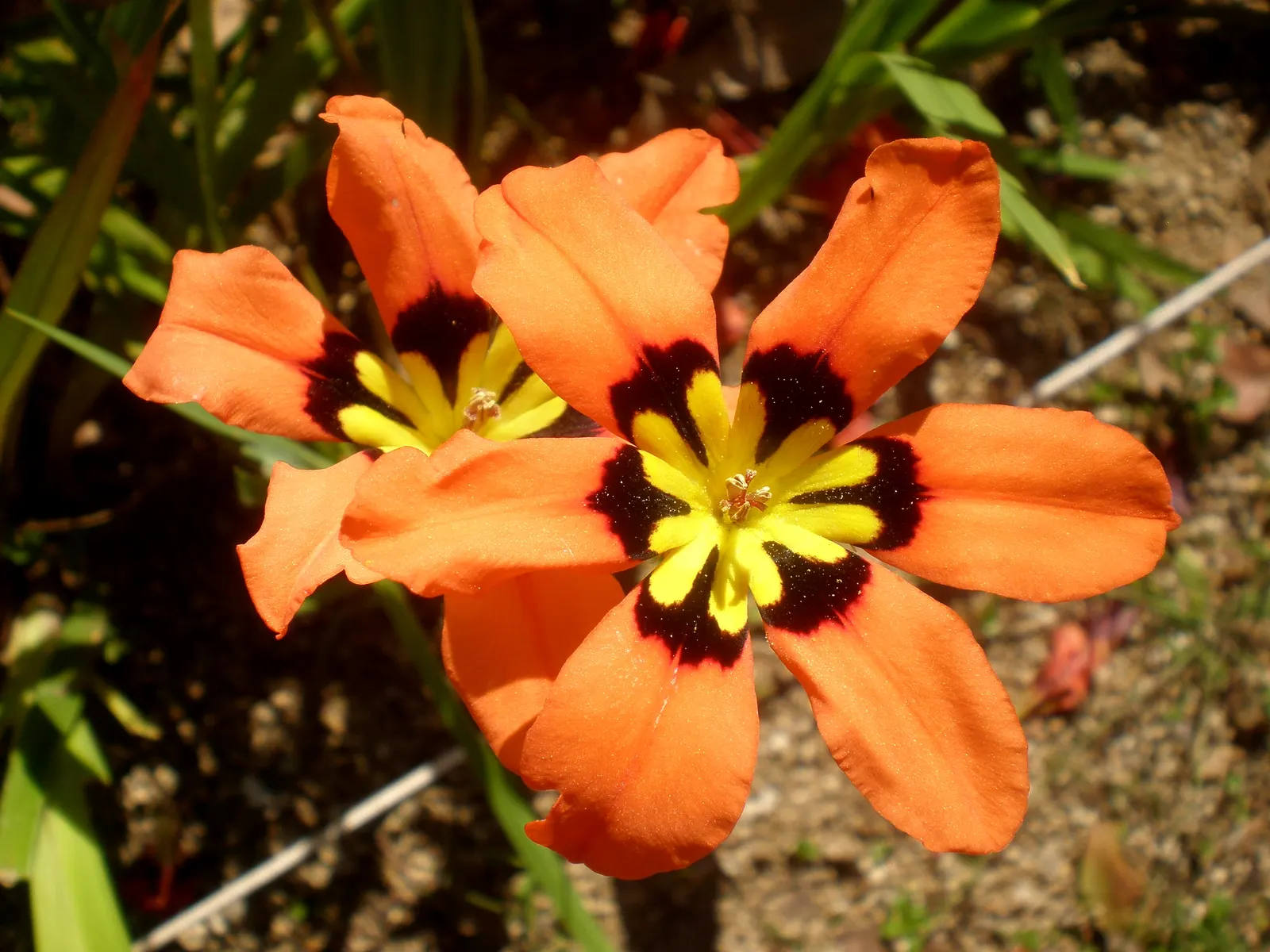 Sparaxis, Harlequin Flower (Sparaxis Tricolor) — making them ideal for mid-border plantings or as an accent in rock gardens