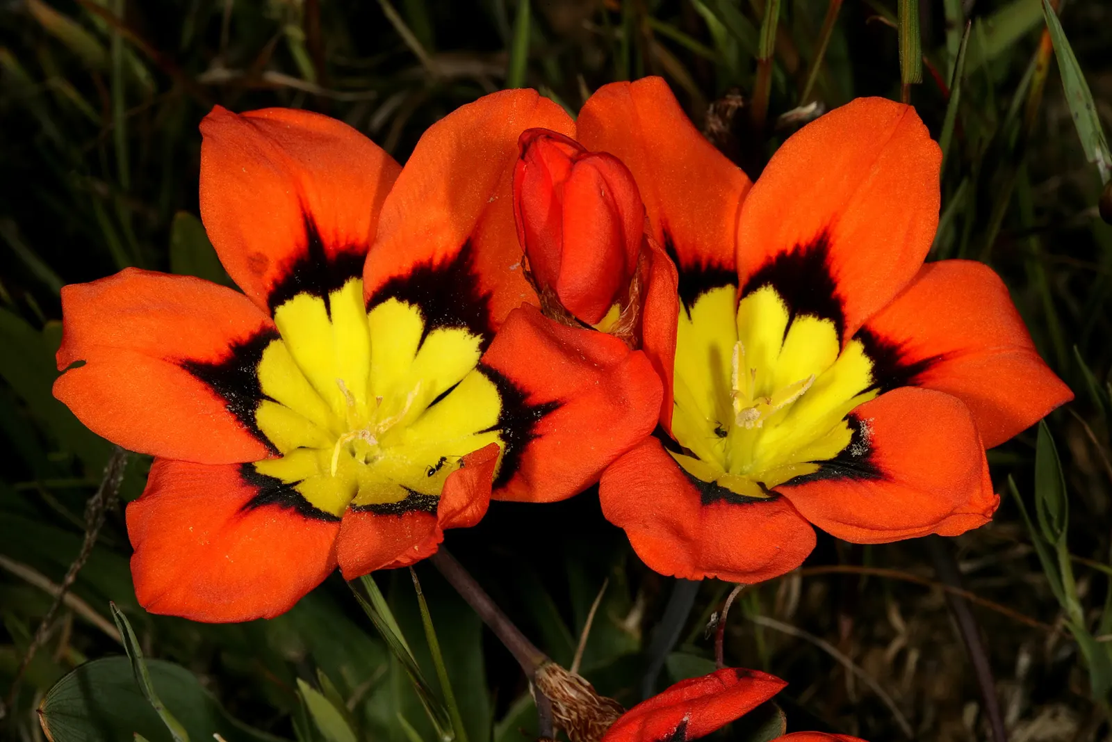 Sparaxis, Harlequin Flower (Sparaxis Tricolor) — multi-colored and red flowers in the garden; commonly referred to as the Harlequin Flower, image 70