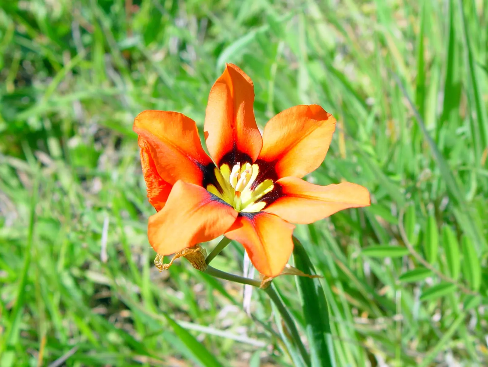Sparaxis, Harlequin Flower (Sparaxis Tricolor) — bulb / perennial for full or half