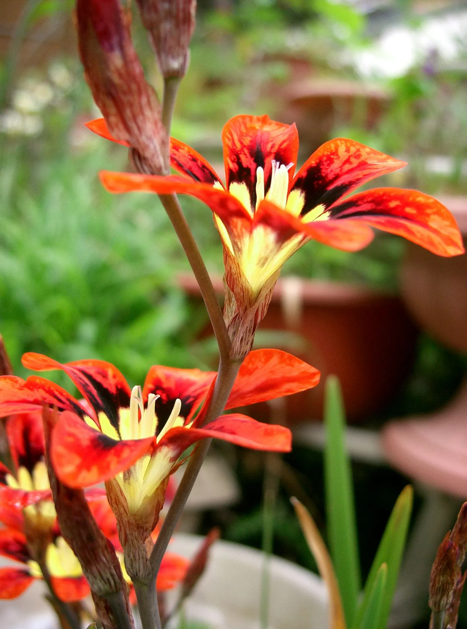 Sparaxis, Harlequin Flower (Sparaxis Tricolor) — often with a dark center or 'eye,' surrounded by blazing shades like red