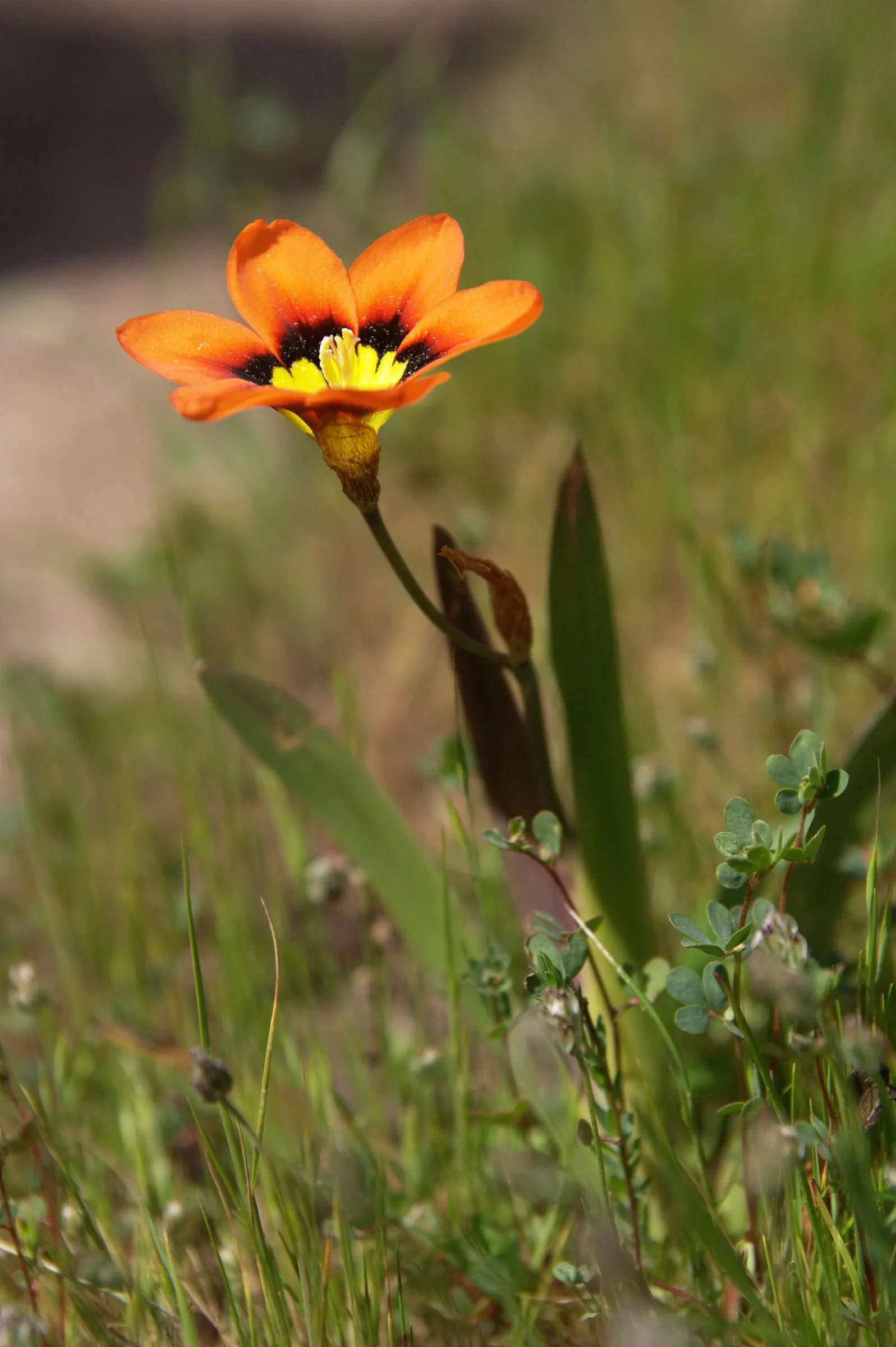 Sparaxis, Harlequin Flower (Sparaxis Tricolor) — Typically reaching 12-18 inches in height, it flourishes in well-drained soil and full sun