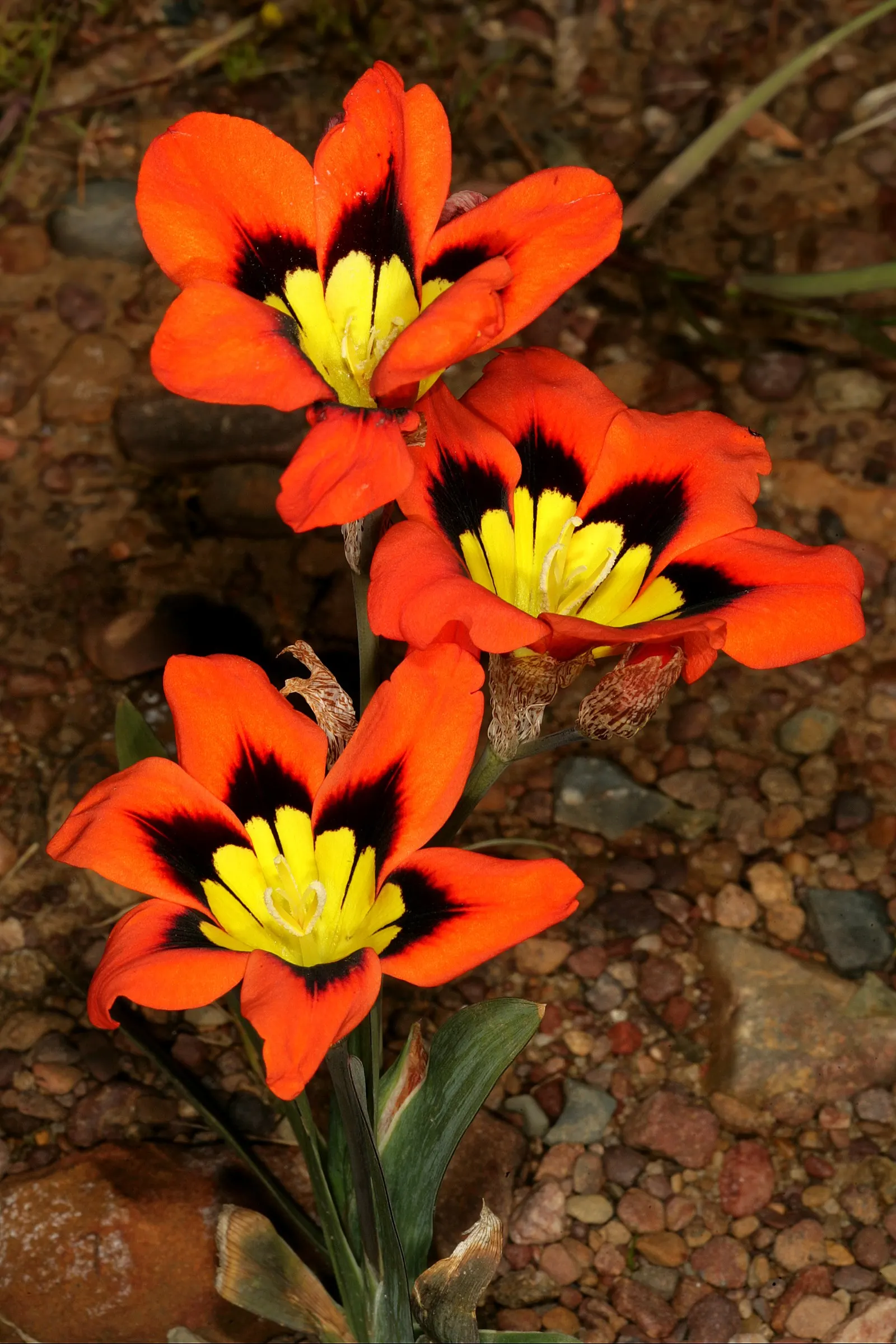 Sparaxis, Harlequin Flower (Sparaxis Tricolor) — erect stems that reach heights of approximately 12 to 18 inches