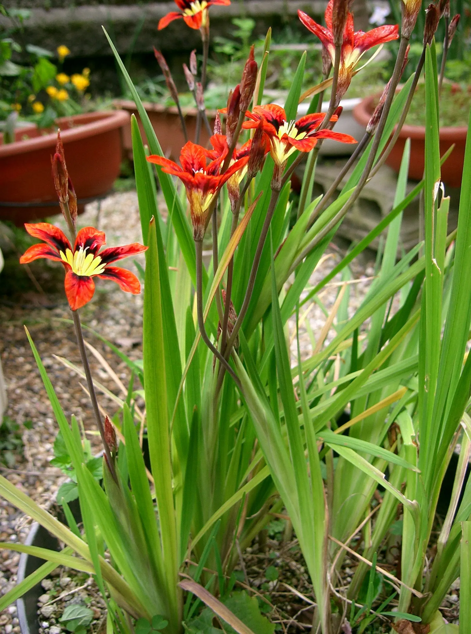Sparaxis, Harlequin Flower (Sparaxis Tricolor) — typically featuring a triad of vivid hues on each bloom; typically reaching 12-18 inches in height, it