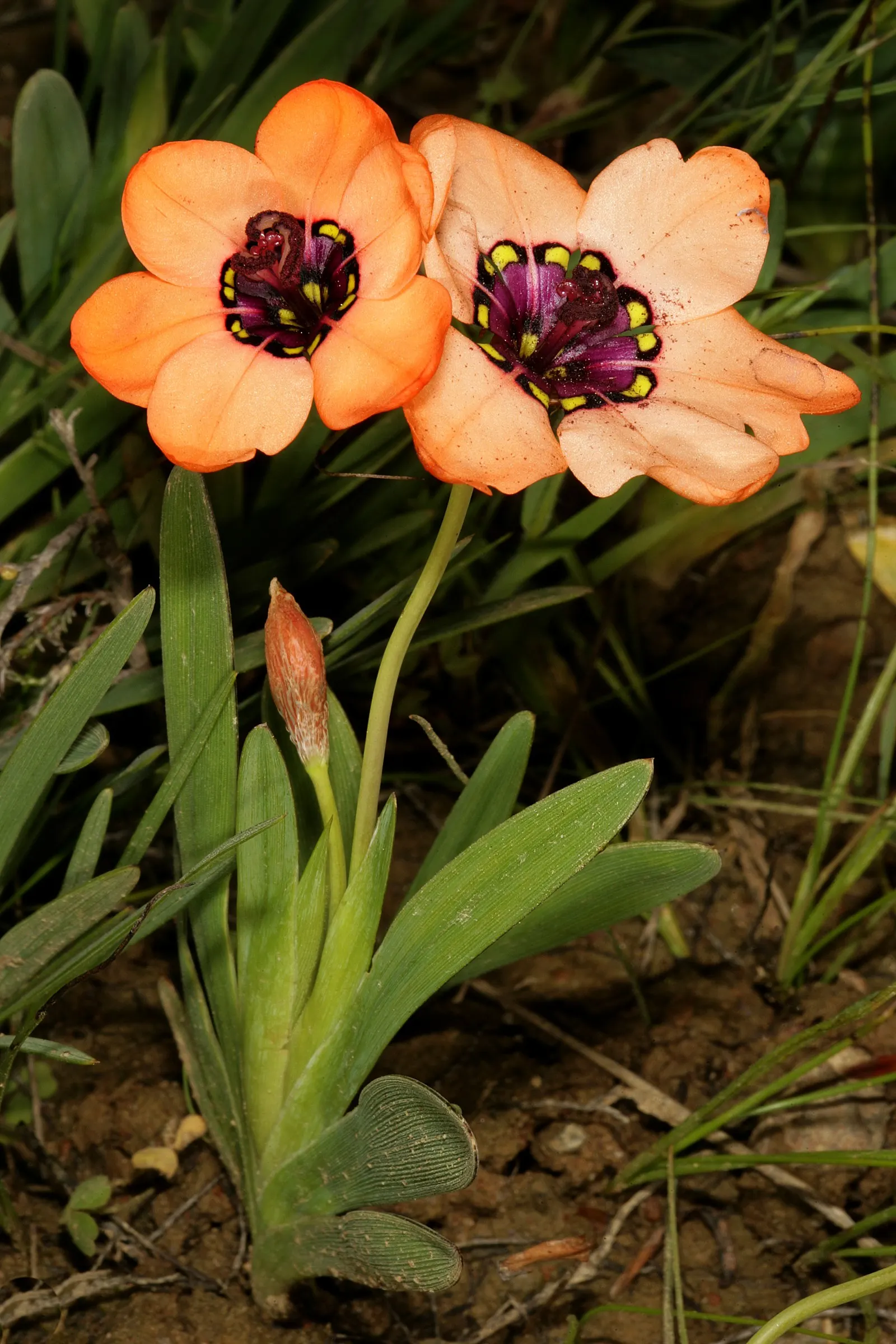 Sparaxis, Harlequin Flower (Sparaxis Tricolor) — erect stems that reach heights of approximately 12 to 18 inches; measure roughly 1.5 to 2.5 inches in diameter