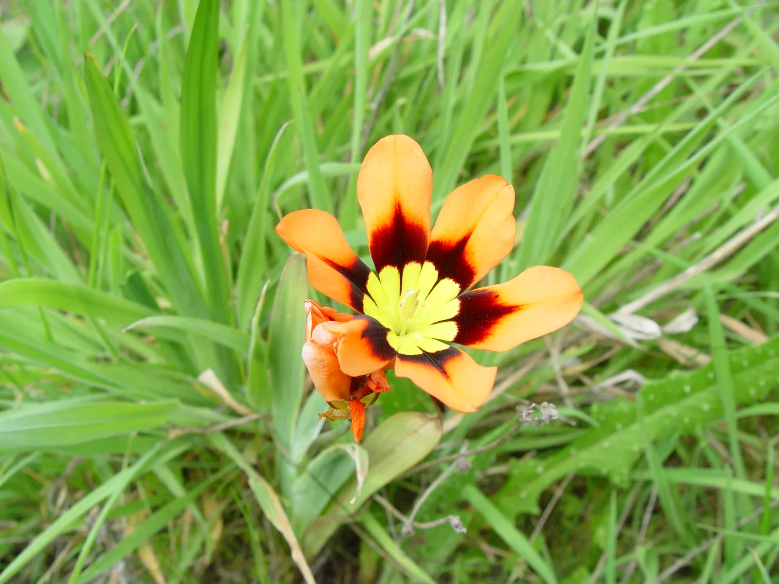 Sparaxis, Harlequin Flower (Sparaxis Tricolor) — Harlequin Flowers flourish in U.S; originating from South Africa, image 60