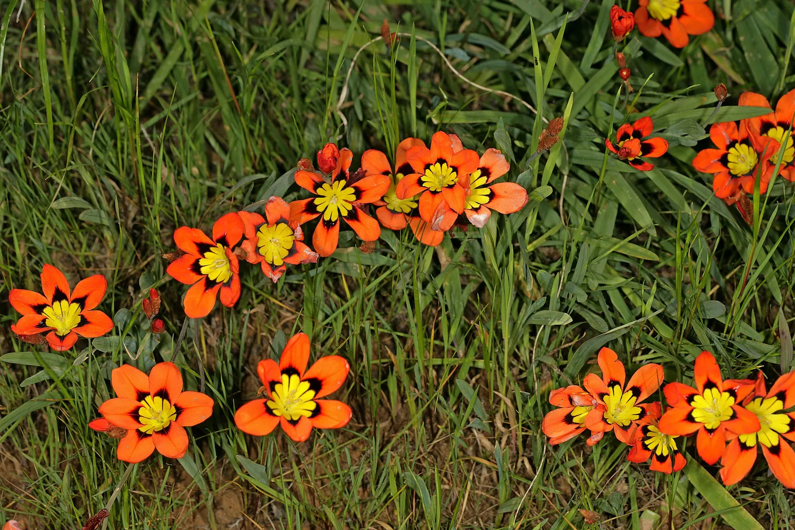 Sparaxis, Harlequin Flower (Sparaxis Tricolor) — The Harlequin Flower is also remarkably drought tolerant once established, requiring minimal watering