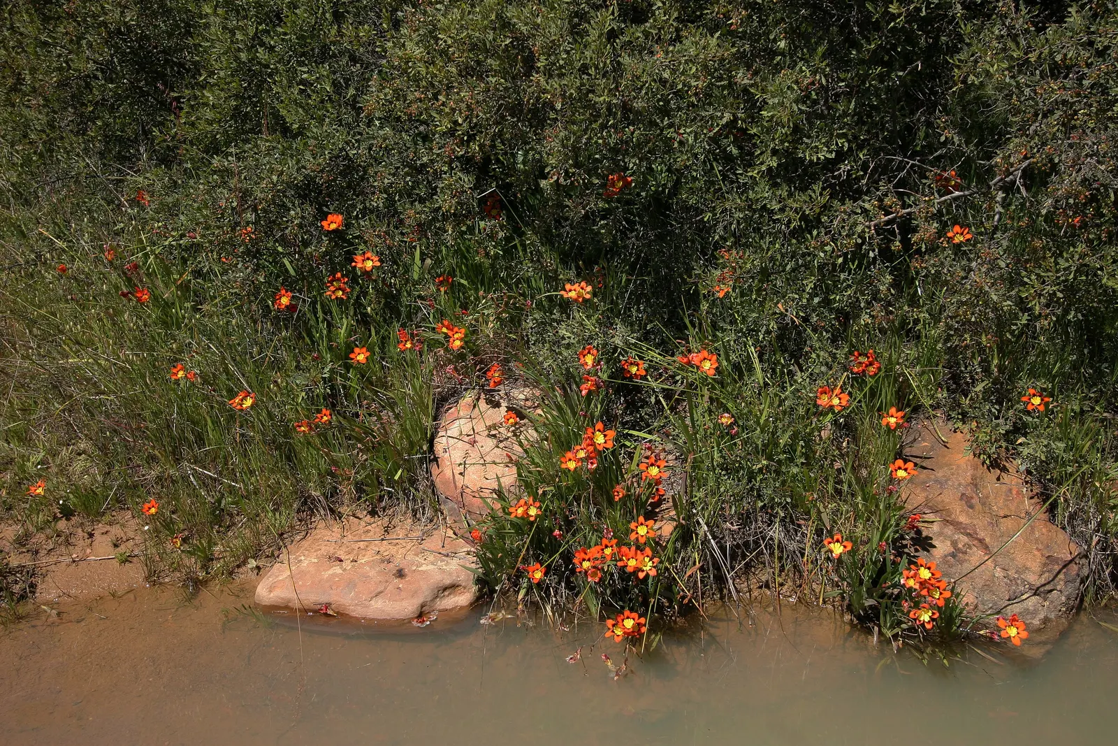 Sparaxis, Harlequin Flower (Sparaxis Tricolor) — measure roughly 1.5 to 2.5 inches in diameter; erect stems that reach heights of approximately 12, image 88