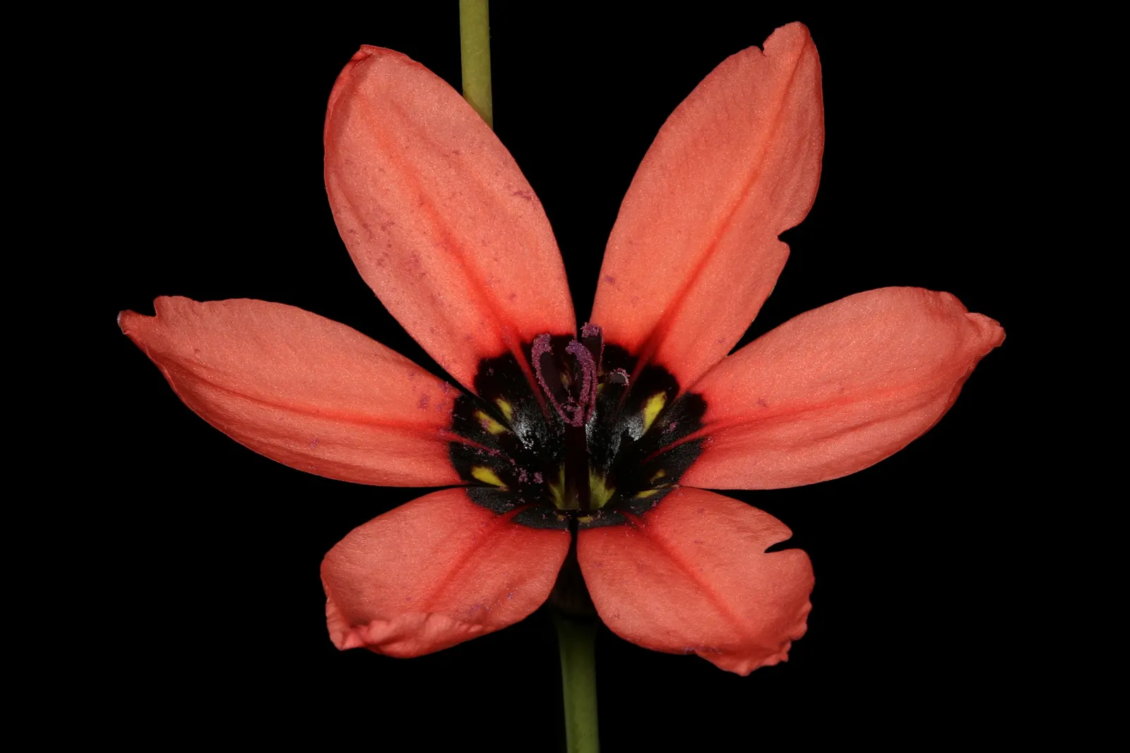 Sparaxis, Harlequin Flower (Sparaxis Tricolor) — For a dramatic presentation, plant the corms in groups or clusters, spacing them about 3 to 4, image 45