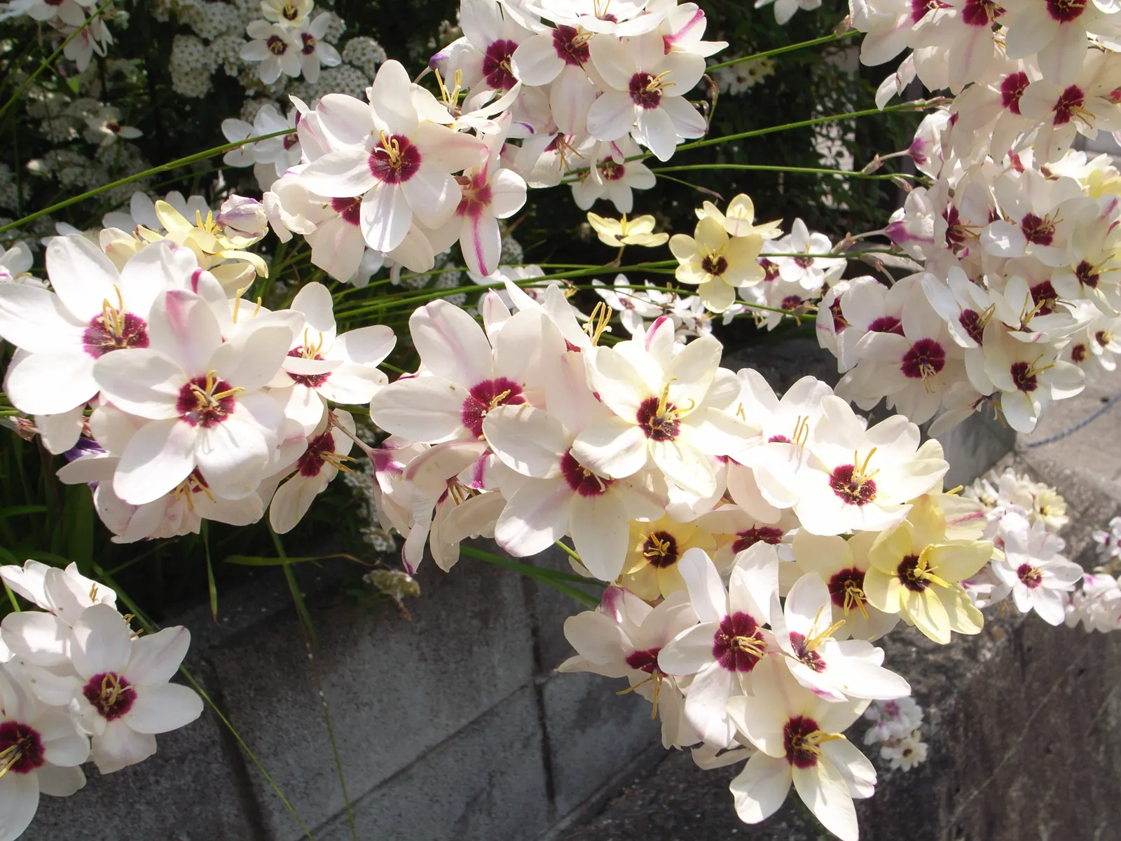 Sparaxis, Harlequin Flower (Sparaxis Tricolor) — Its striking hues peak in late spring to early summer; often with a dark center or 'eye,', image 75