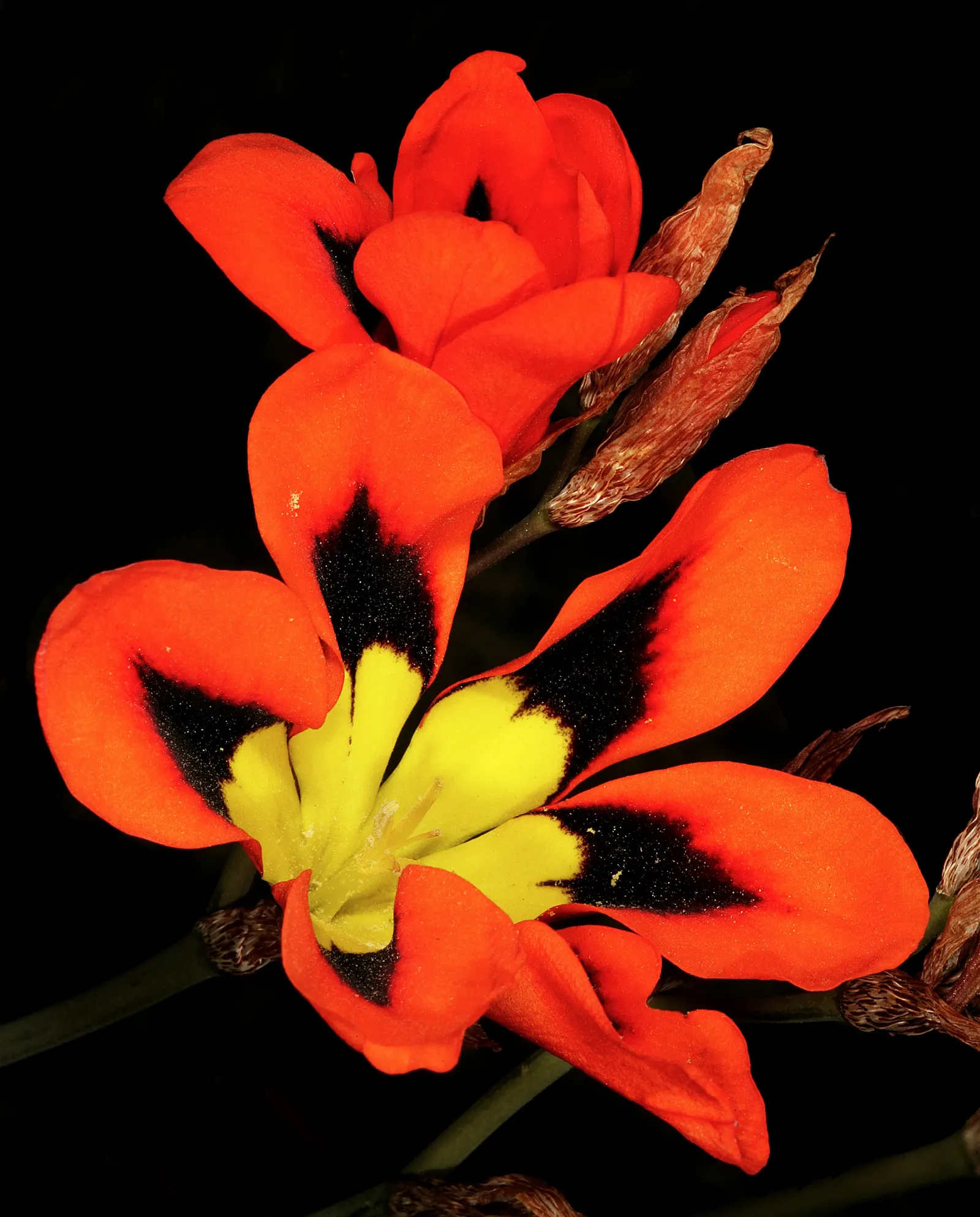 Sparaxis, Harlequin Flower (Sparaxis Tricolor) — The Harlequin Flower is also remarkably drought tolerant once established, requiring minimal watering; the