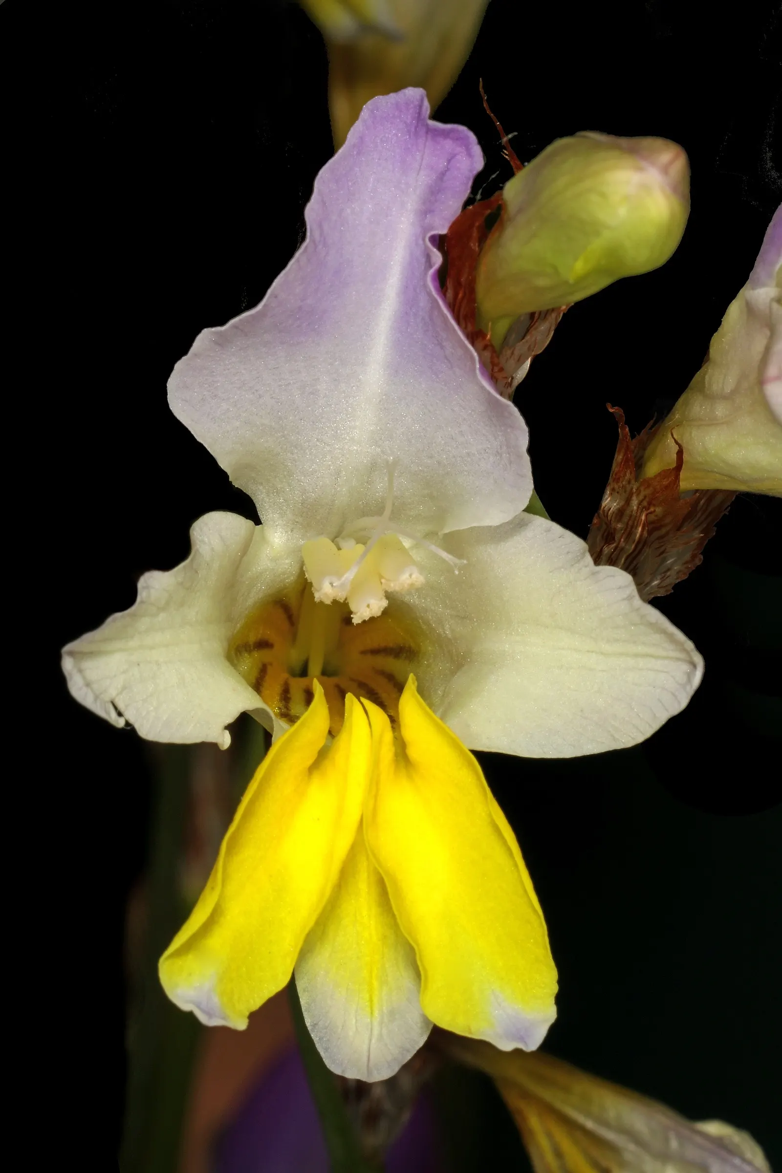 Sparaxis, Harlequin Flower (Sparaxis Tricolor) — Harlequin Flowers flourish in U.S; originating from South Africa, image 84
