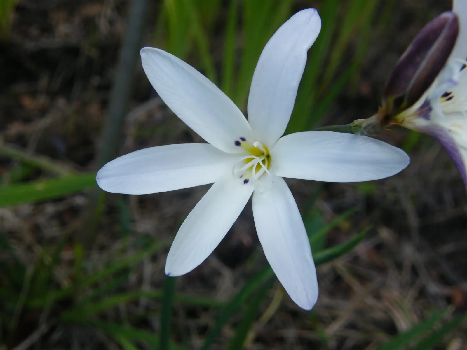 Sparaxis, Harlequin Flower (Sparaxis Tricolor) — bulb / perennial for full or half; for a dramatic presentation, plant the corms in groups or, image 72