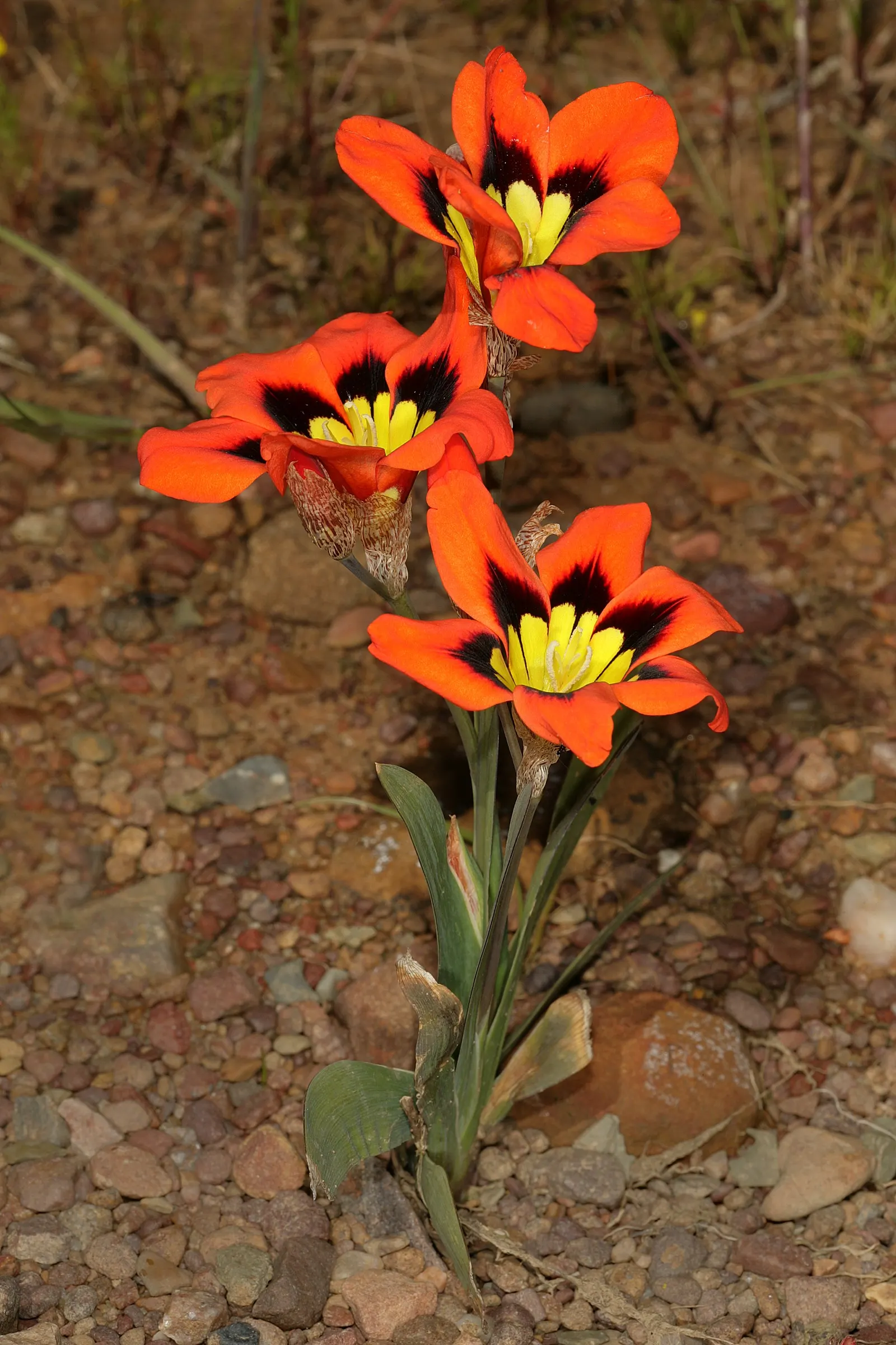 Sparaxis, Harlequin Flower (Sparaxis Tricolor) — offering a brilliant palette of red; is a vibrant bulbous perennial showcasing a star-shaped, image 52