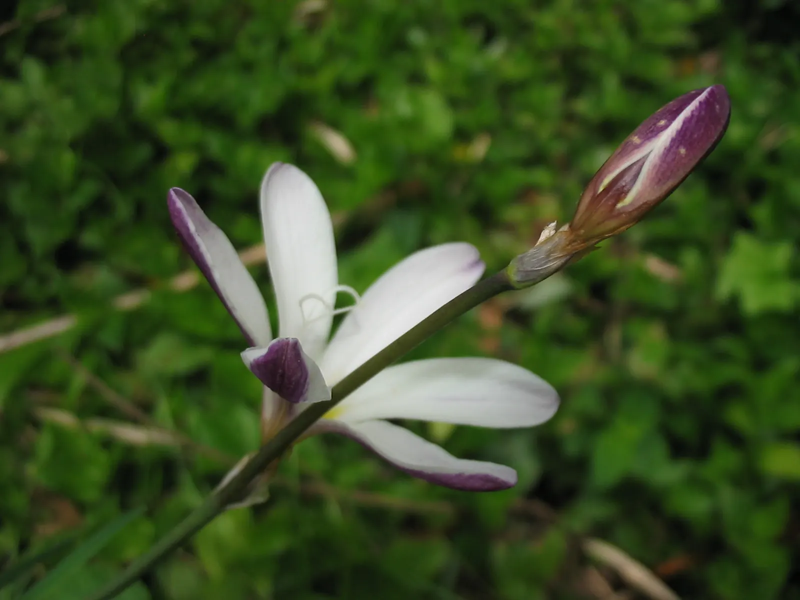 Sparaxis, Harlequin Flower (Sparaxis Tricolor) — Typically reaching 12-18 inches in height, it flourishes in well-drained soil and full sun; typically
