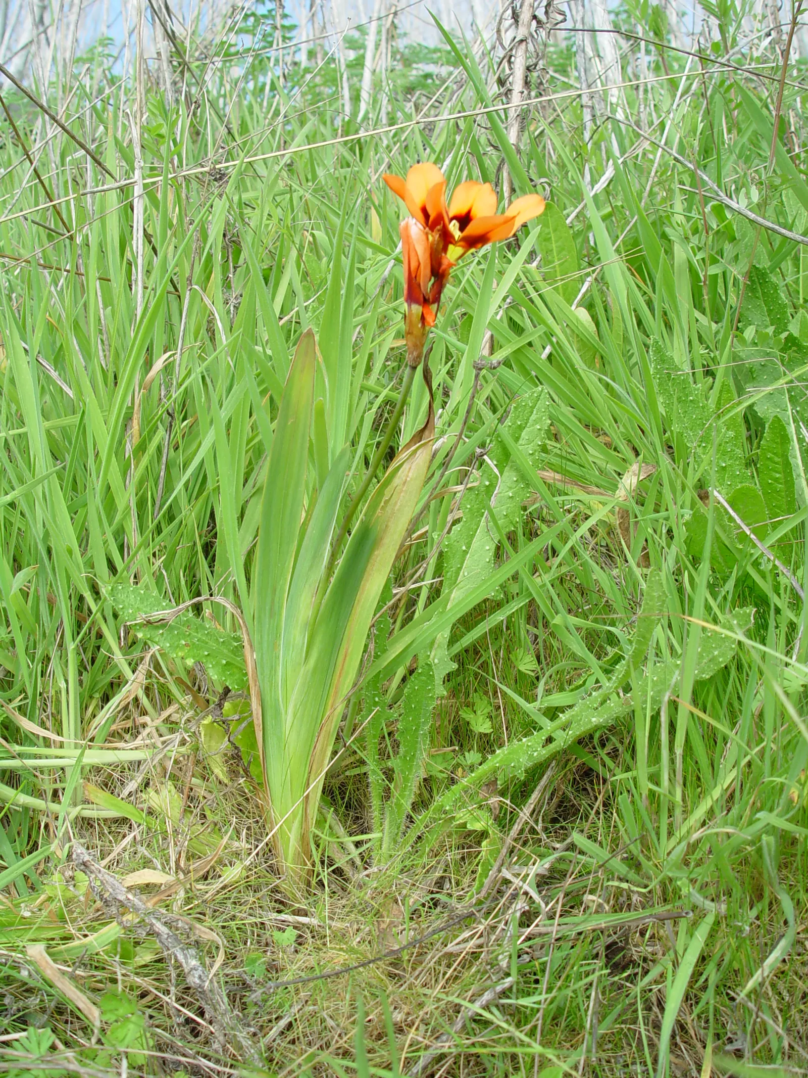 Sparaxis, Harlequin Flower (Sparaxis Tricolor) — erect stems that reach heights of approximately 12 to 18 inches; measure roughly 1.5 to 2.5 inches, image 85