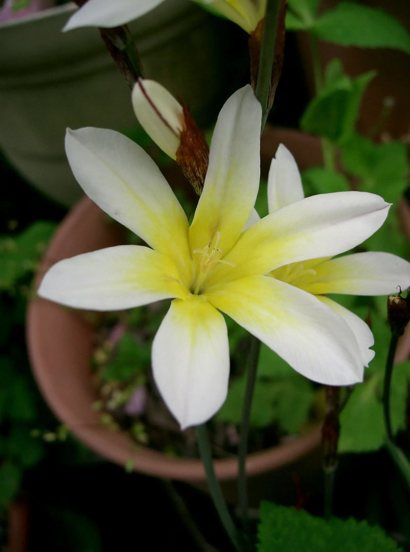 Sparaxis, Harlequin Flower (Sparaxis Tricolor) — which appear in late spring to early summer; and eye-catching accents in mixed beds