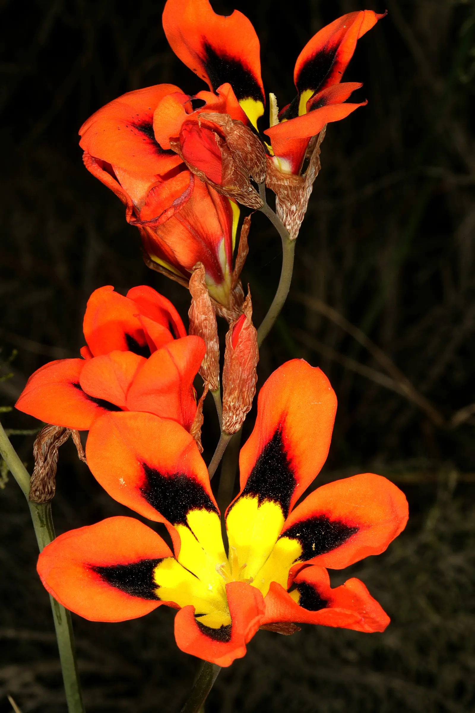 Sparaxis, Harlequin Flower (Sparaxis Tricolor) — making them ideal for mid-border plantings or as an accent in rock gardens; bulb / perennial with