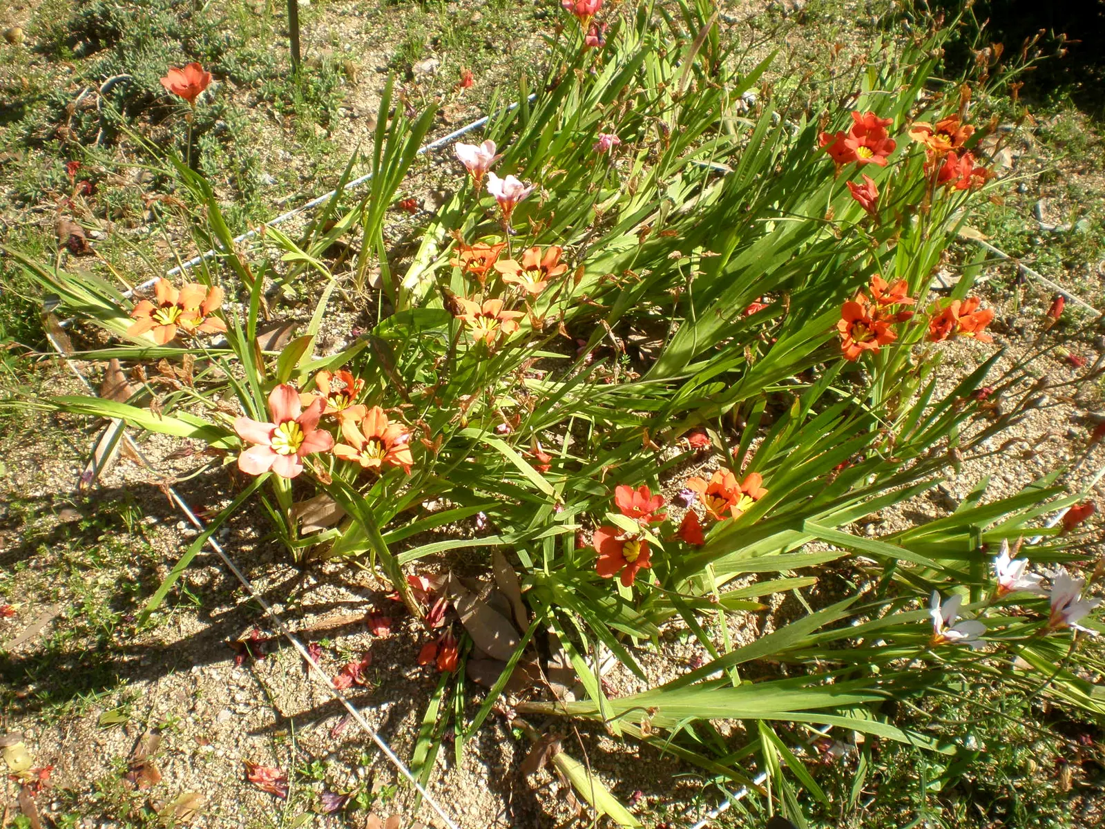 Sparaxis, Harlequin Flower (Sparaxis Tricolor) — multi-colored and red flowers in the garden; commonly referred to as the Harlequin Flower