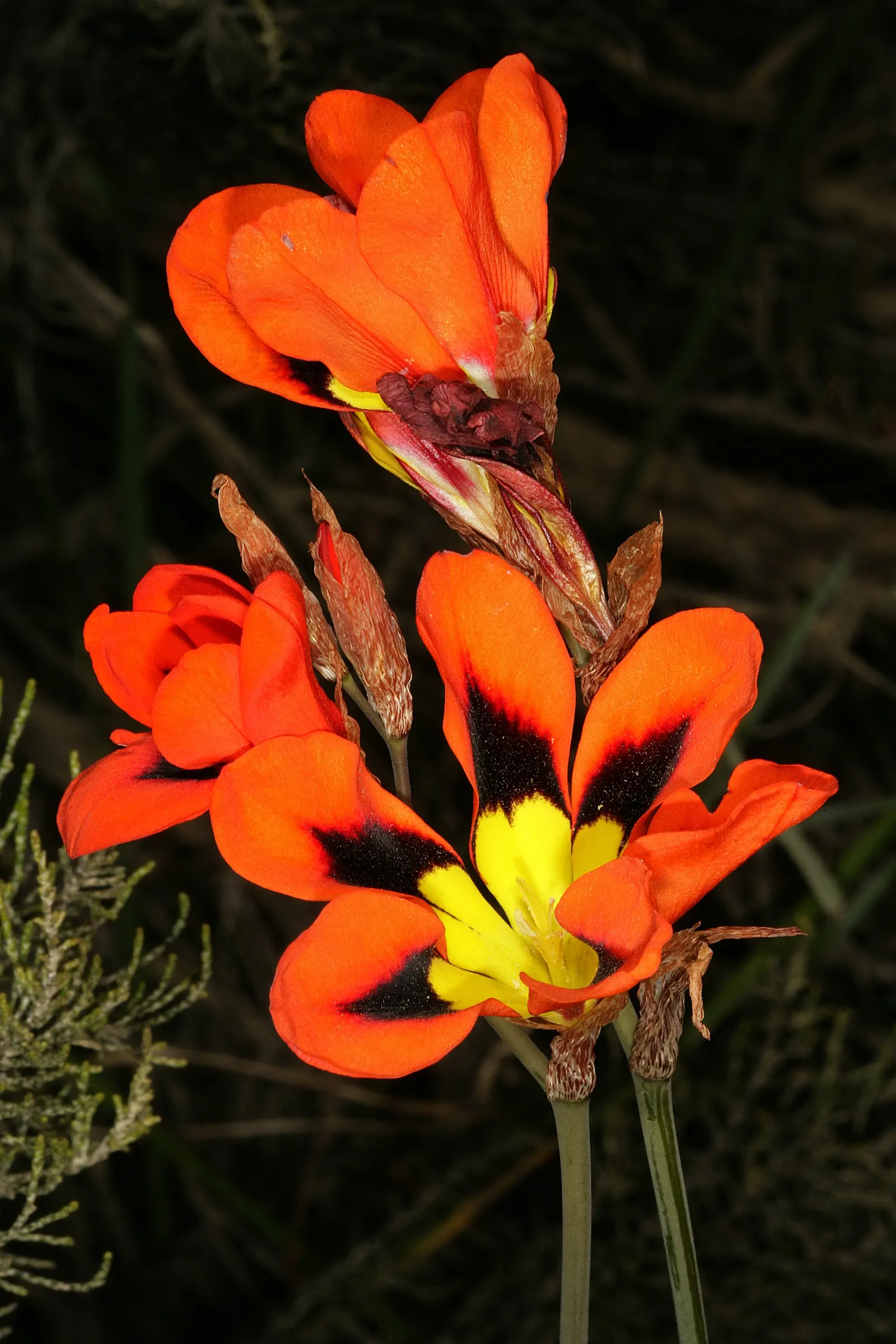 Sparaxis, Harlequin Flower (Sparaxis Tricolor) — offering a brilliant palette of red; is a vibrant bulbous perennial showcasing a star-shaped, image 76