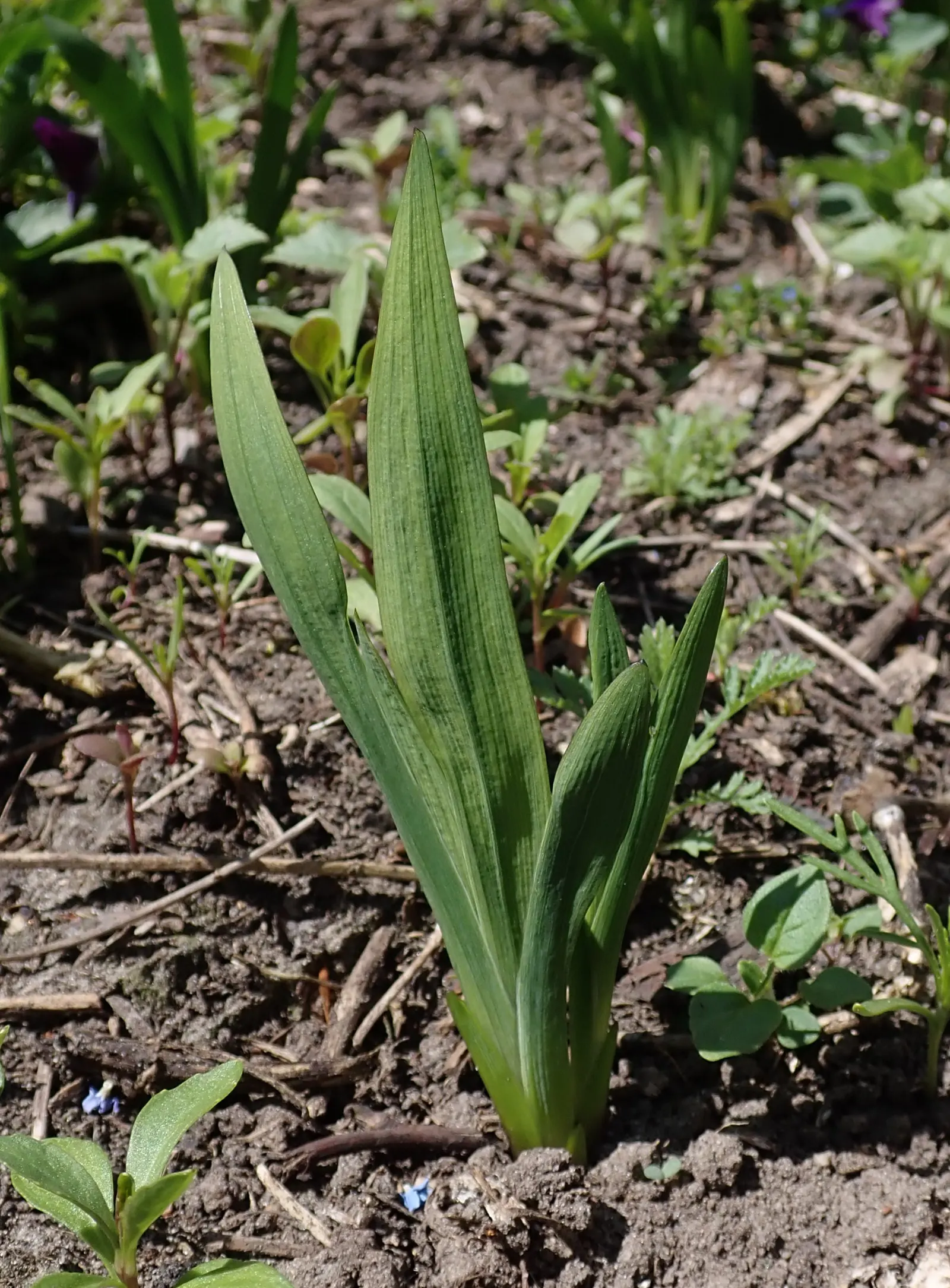 Sparaxis, Harlequin Flower (Sparaxis Tricolor) — For a dramatic presentation, plant the corms in groups or clusters, spacing them about 3 to 4 inches apart