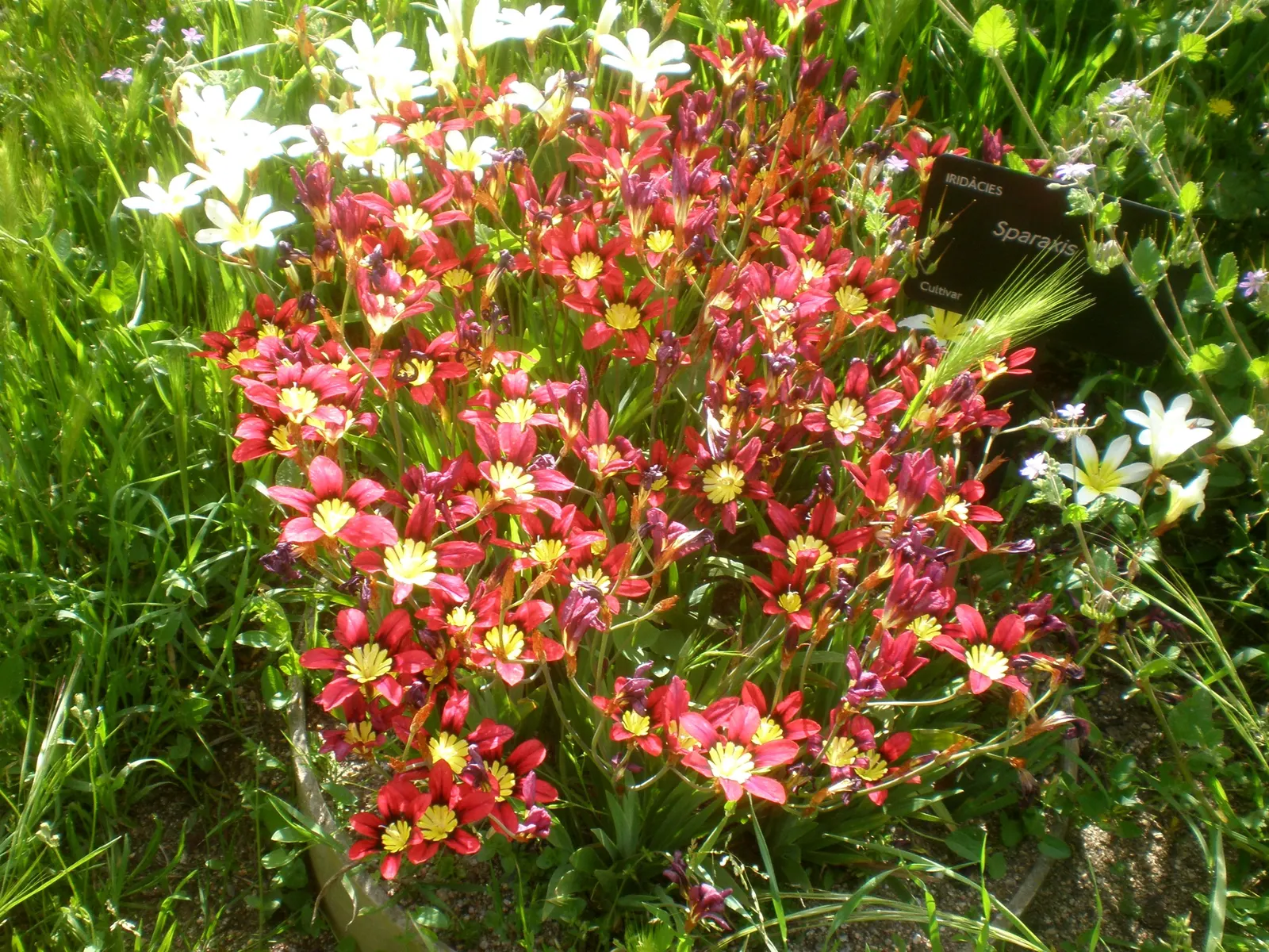 Sparaxis, Harlequin Flower (Sparaxis Tricolor) — often with a dark center or 'eye,' surrounded by blazing shades like red; its striking hues peak, image 66