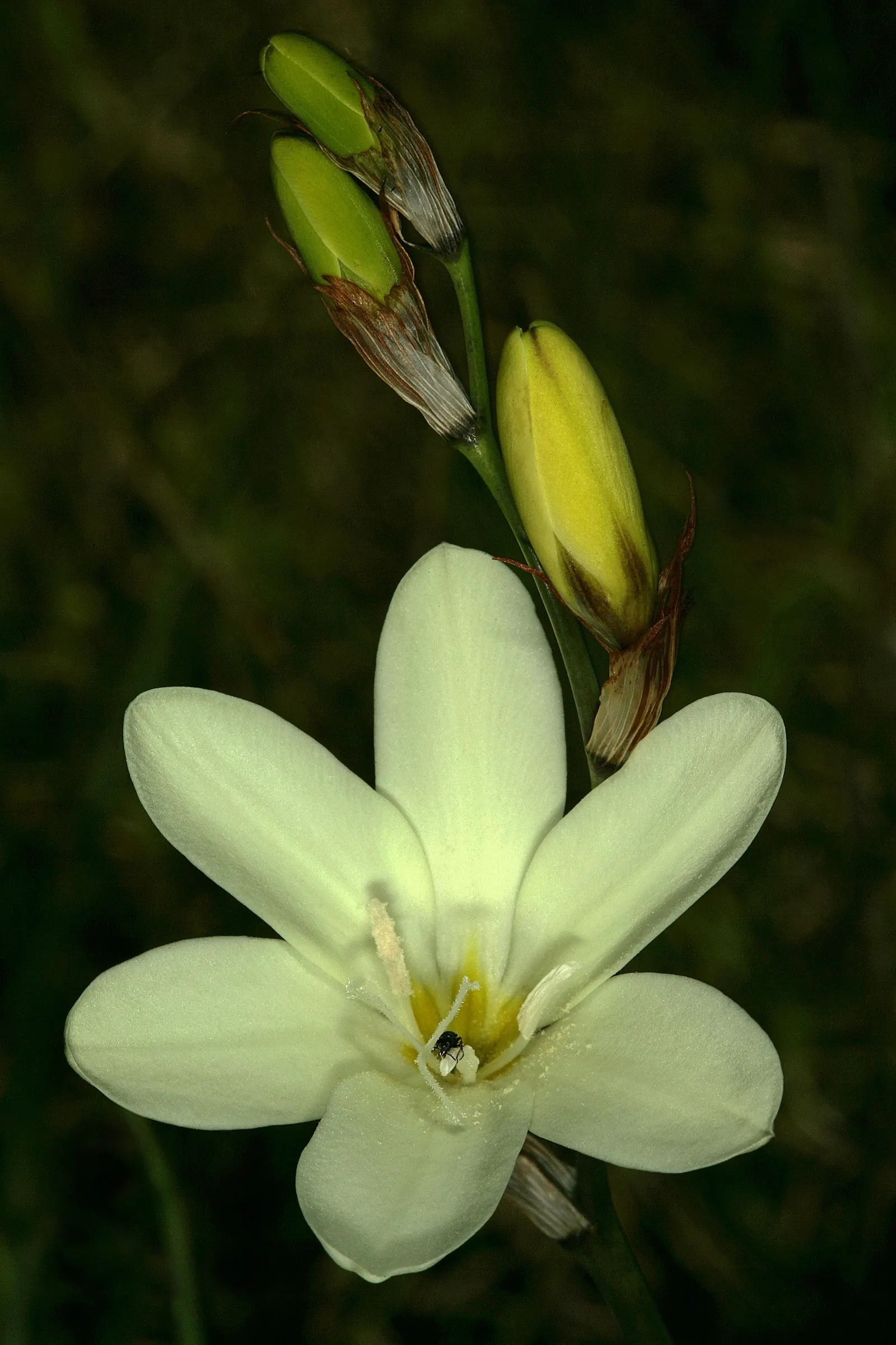 Sparaxis, Harlequin Flower (Sparaxis Tricolor) — bulb / perennial for full or half; for a dramatic presentation, plant the corms in groups or clusters, spacing