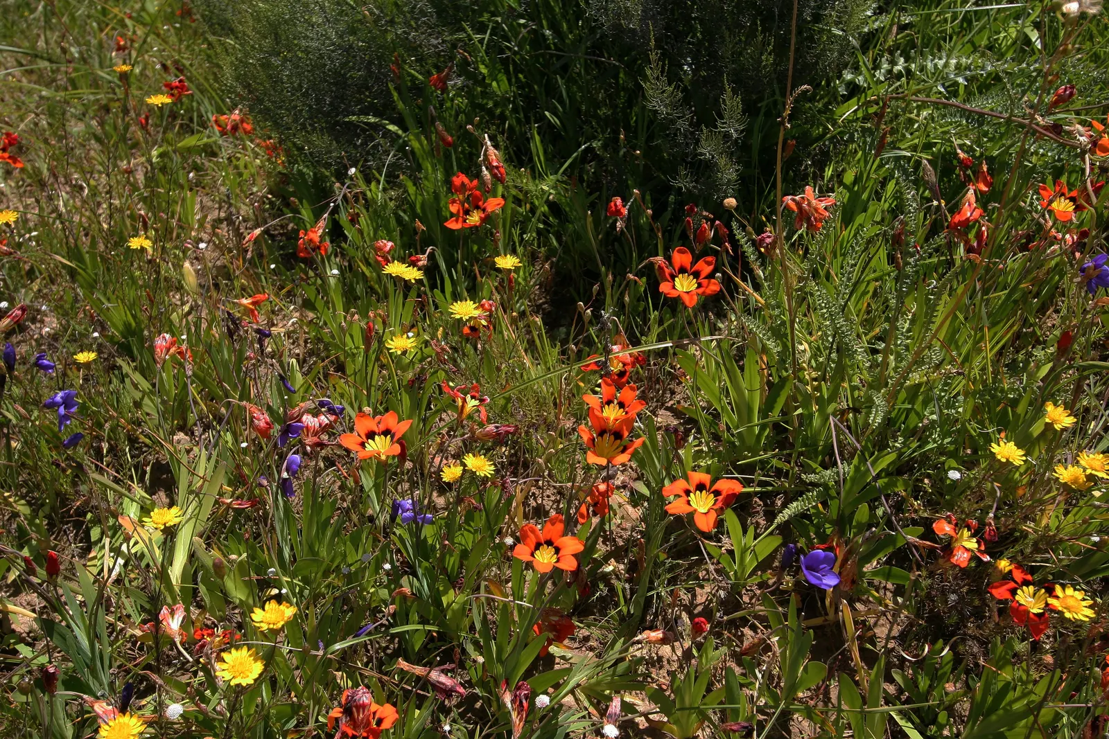 Sparaxis, Harlequin Flower (Sparaxis Tricolor) — is a vibrant bulbous perennial showcasing a star-shaped display of multicolored petals; offering a, image 49