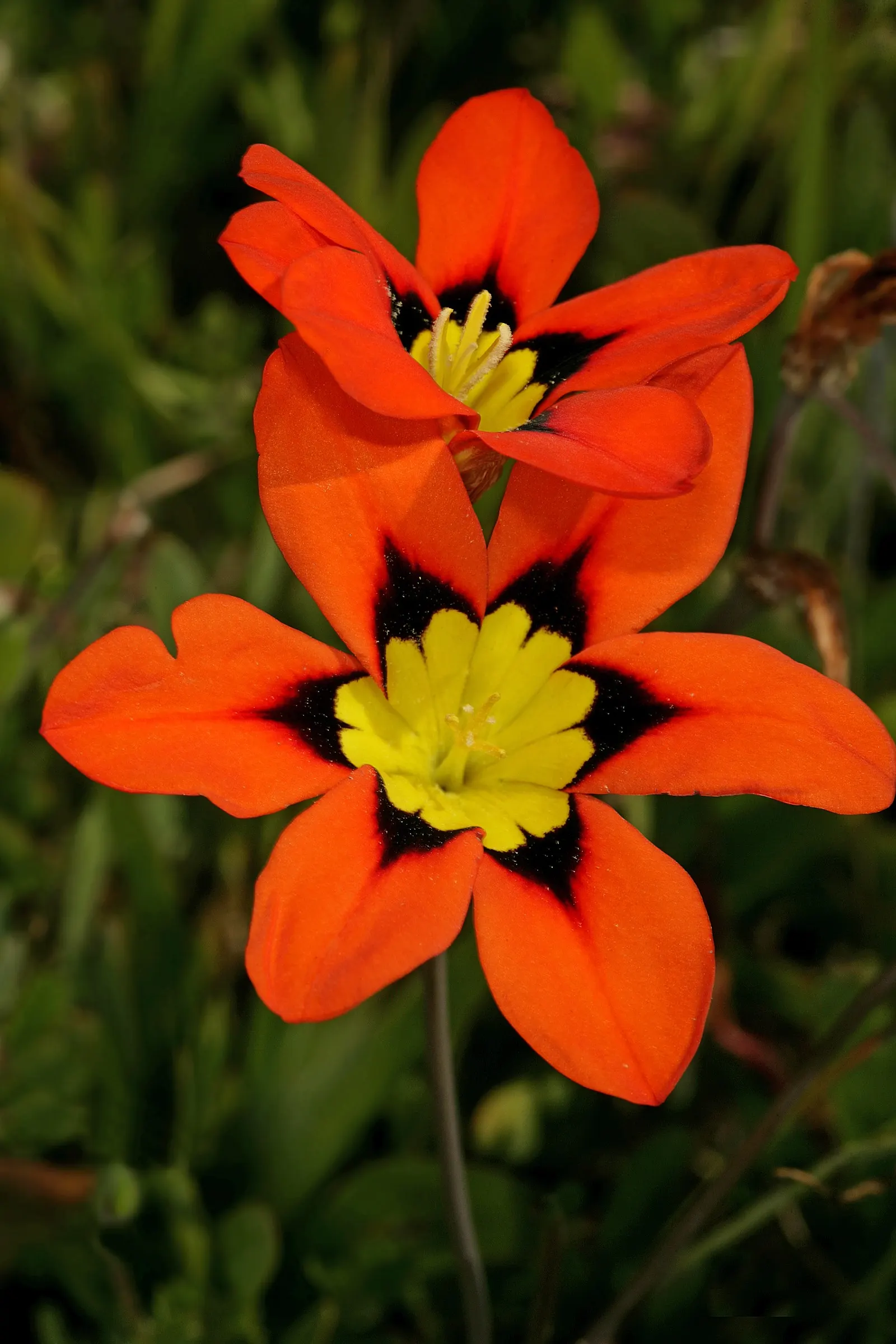Sparaxis, Harlequin Flower (Sparaxis Tricolor) — and eye-catching accents in mixed beds
