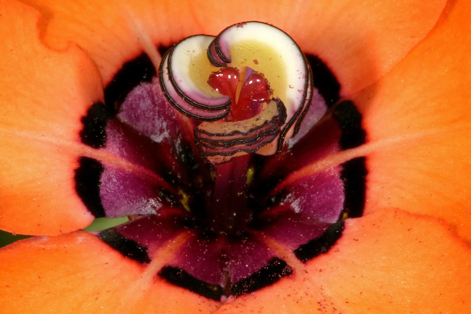 Sparaxis, Harlequin Flower (Sparaxis Tricolor) — typically featuring a triad of vivid hues on each bloom; typically reaching 12-18 inches in, image 59