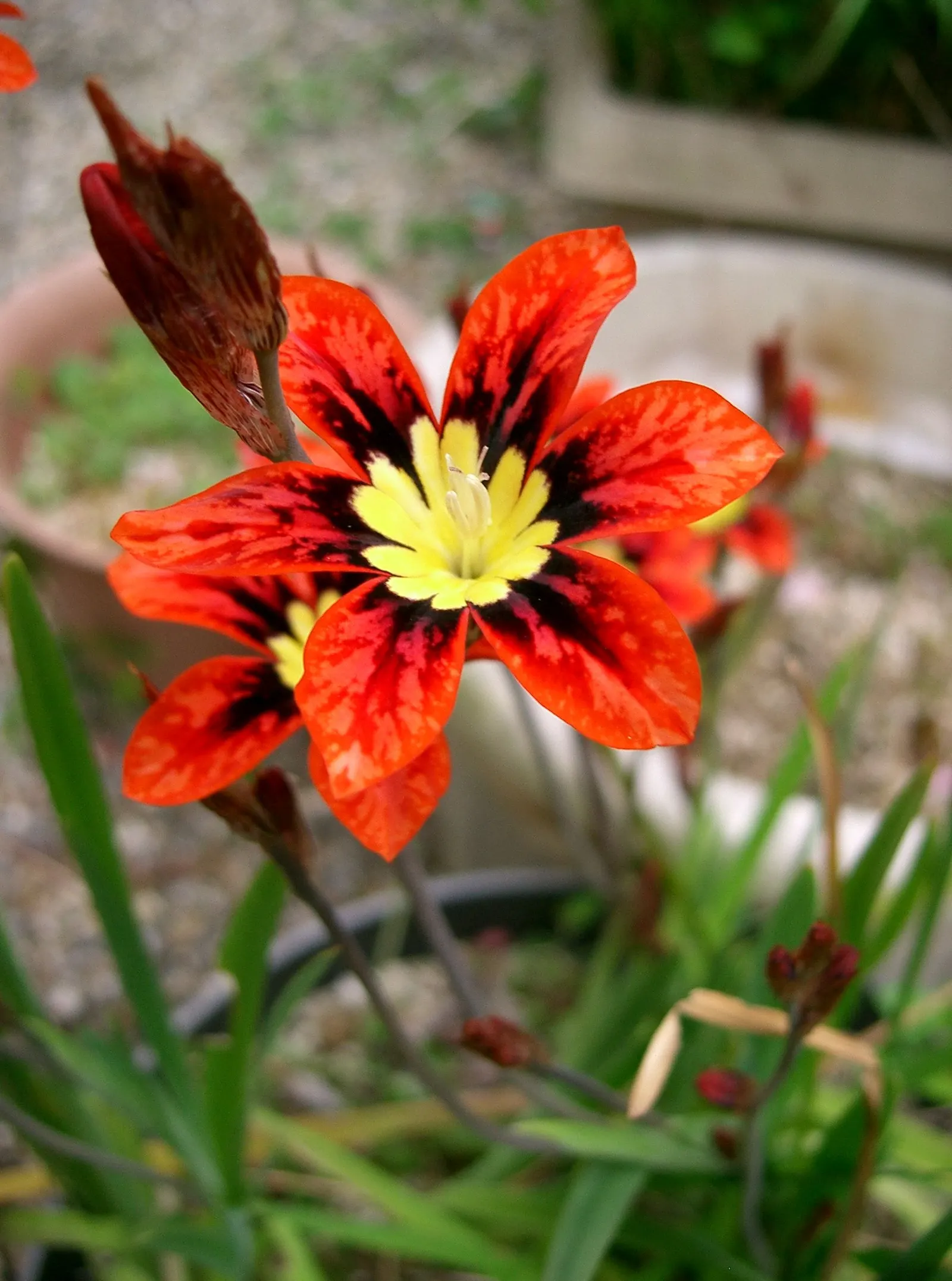 Sparaxis, Harlequin Flower (Sparaxis Tricolor) — and eye-catching accents in mixed beds; which appear in late spring to early summer, image 54