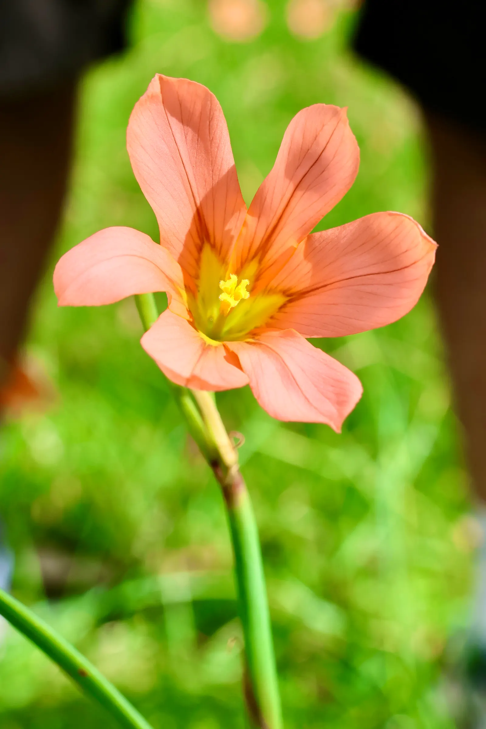 Sparaxis, Harlequin Flower (Sparaxis Tricolor) — is an exquisite and colorful addition to any ornamental garden display