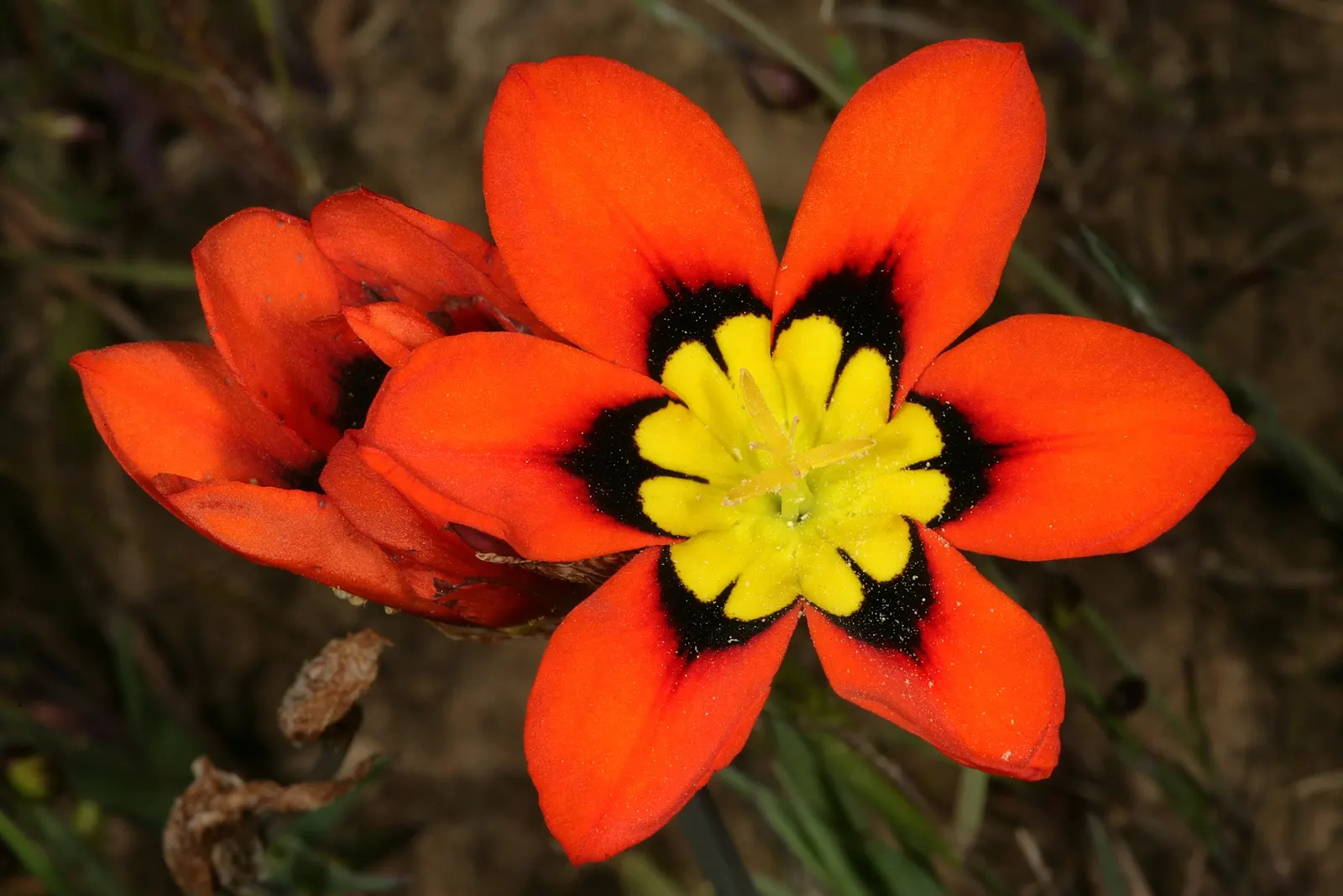 Sparaxis, Harlequin Flower (Sparaxis Tricolor) — Its striking hues peak in late spring to early summer
