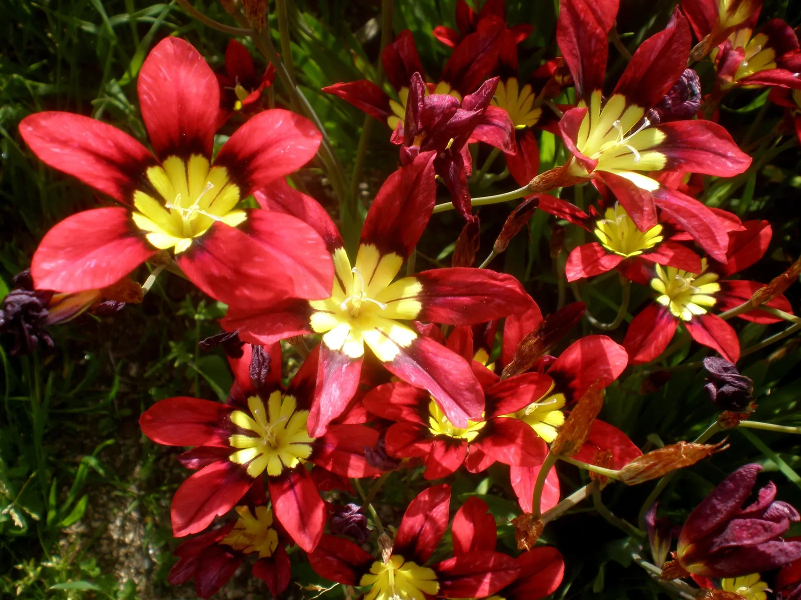 Sparaxis, Harlequin Flower (Sparaxis Tricolor) — and purple with contrasting centers; is an exquisite and colorful addition to any ornamental garden display