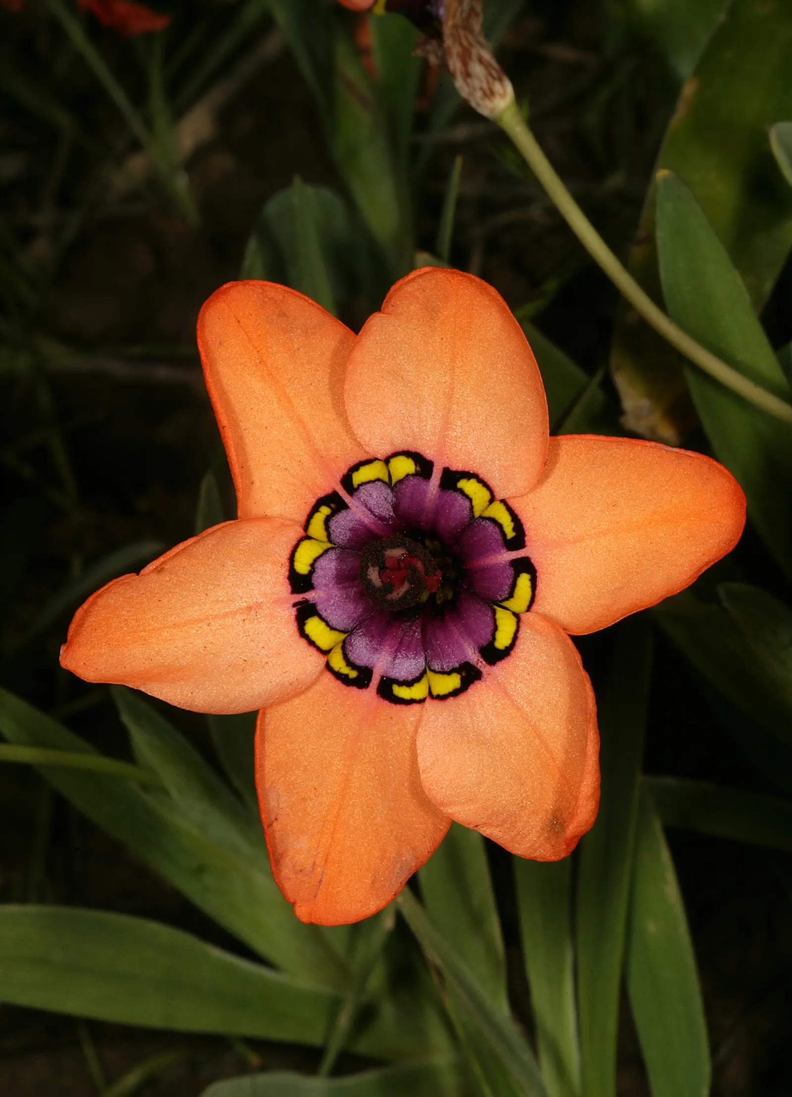Sparaxis, Harlequin Flower (Sparaxis Tricolor) — which appear in late spring to early summer; and eye-catching accents in mixed beds, image 63