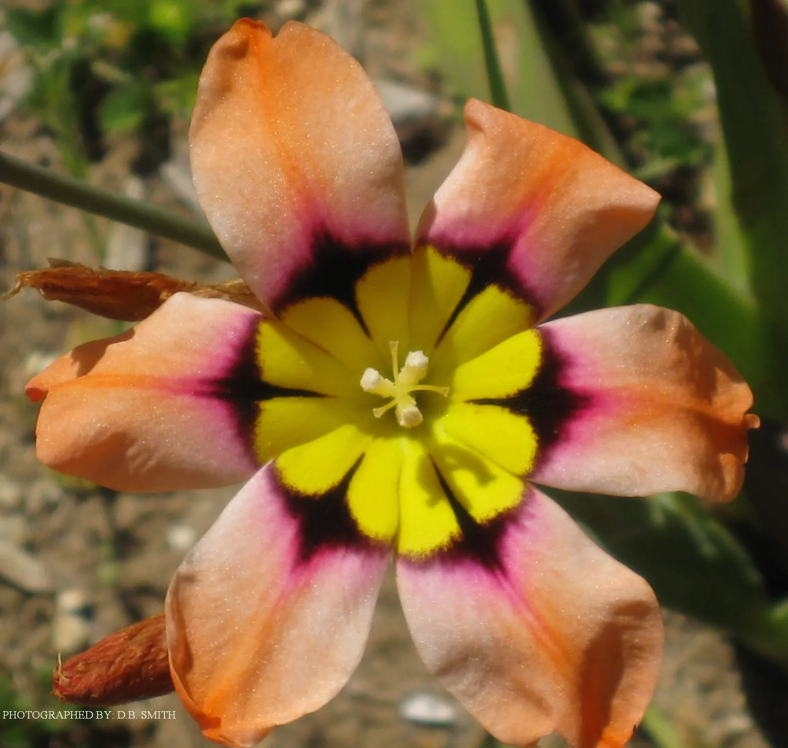 Sparaxis, Harlequin Flower (Sparaxis Tricolor) — which appear in late spring to early summer; and eye-catching accents in mixed beds, image 87