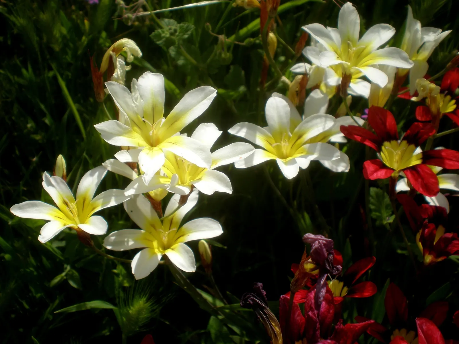 Sparaxis, Harlequin Flower (Sparaxis Tricolor) — this cormous perennial is known for its multicolored palette; when designing a landscape with, image 58