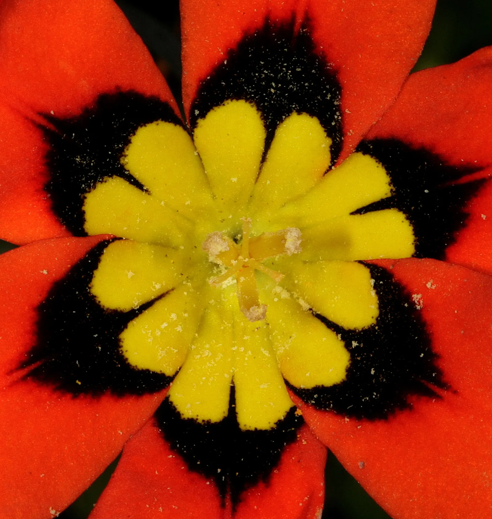 Sparaxis, Harlequin Flower (Sparaxis Tricolor) — Harlequin Flowers flourish in U.S; originating from South Africa