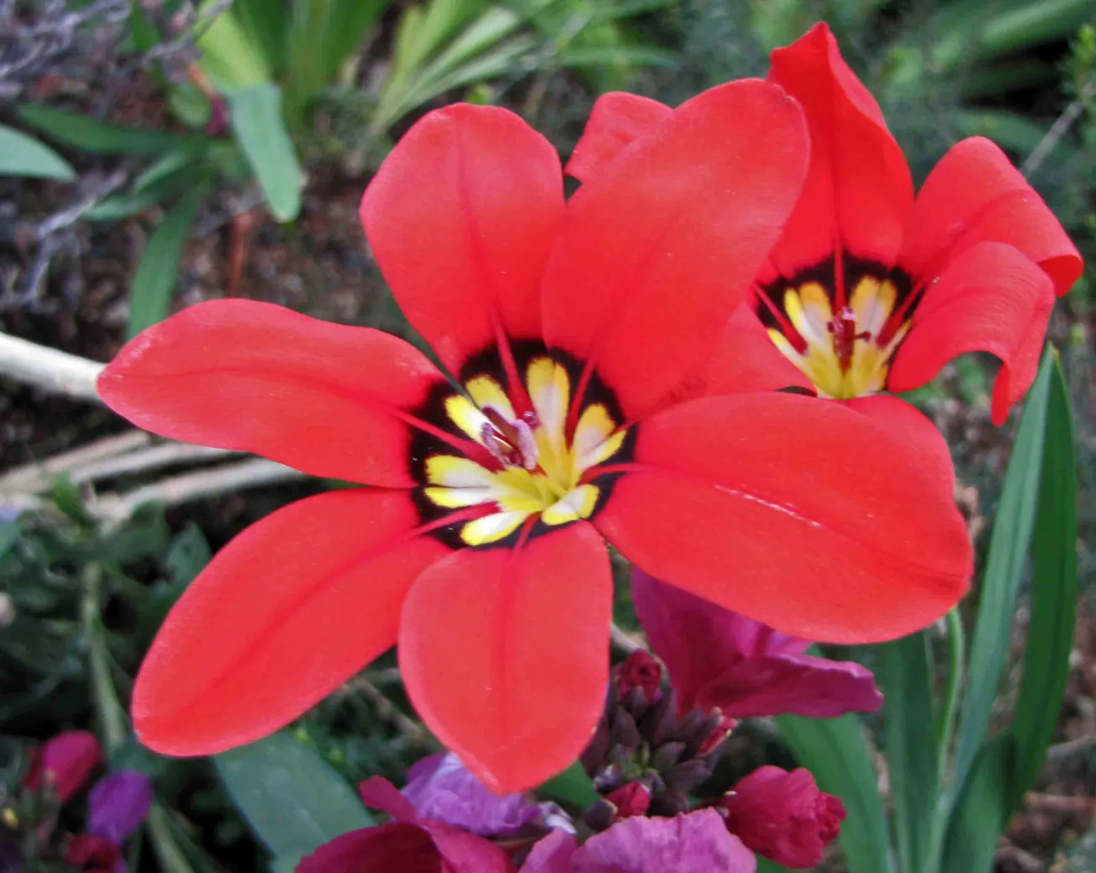 Sparaxis, Harlequin Flower (Sparaxis Tricolor) — commonly referred to as the Harlequin Flower; multi-colored and red flowers in the garden, image 79