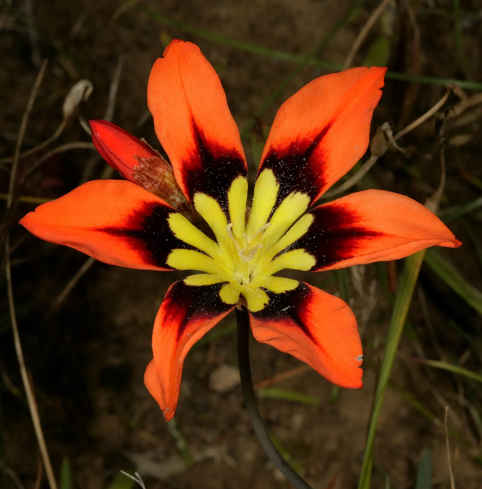 Sparaxis, Harlequin Flower (Sparaxis Tricolor) — and purple with contrasting centers; is an exquisite and colorful addition to any ornamental, image 53