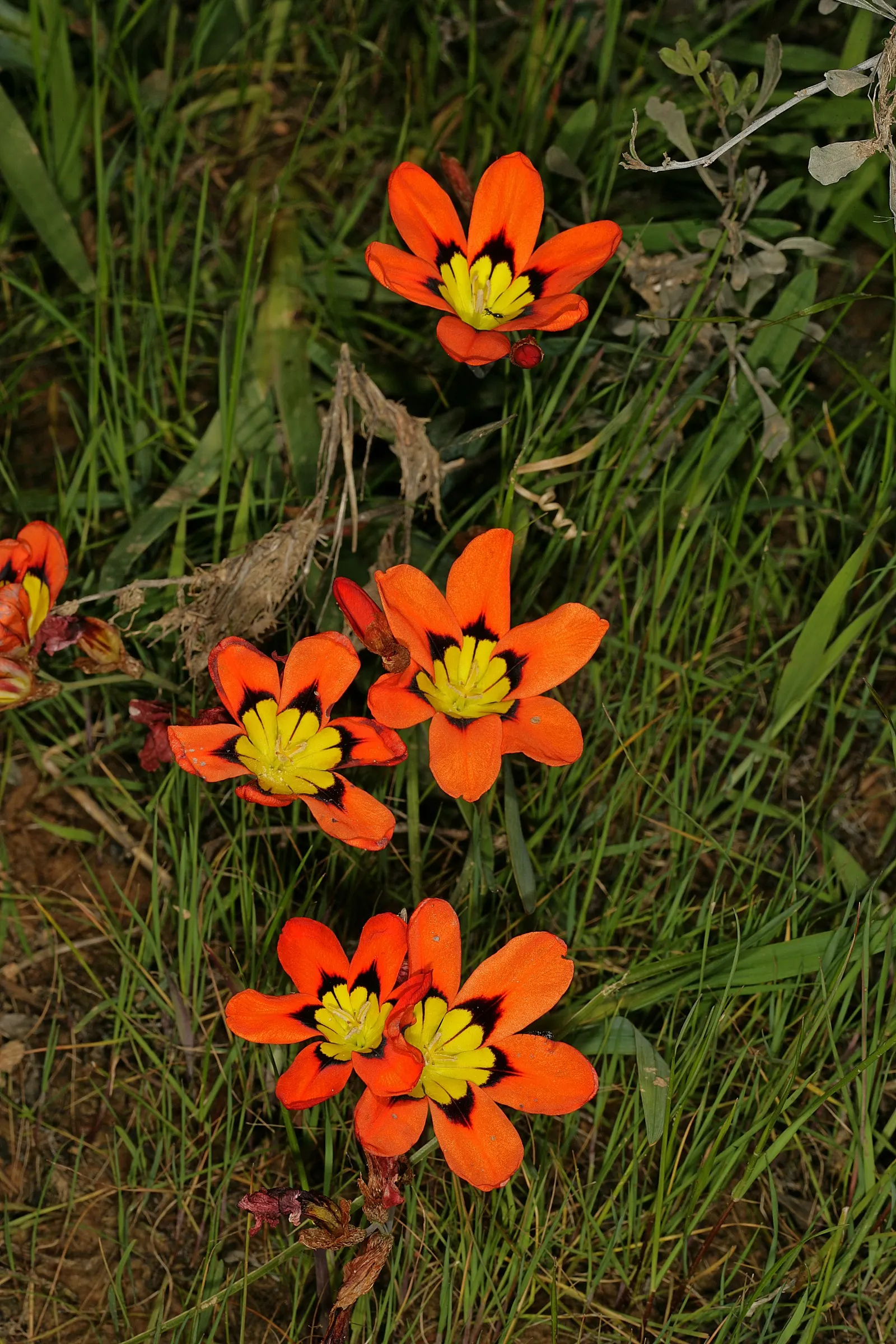 Sparaxis, Harlequin Flower (Sparaxis Tricolor) — this cormous perennial is known for its multicolored palette; when designing a landscape with, image 82