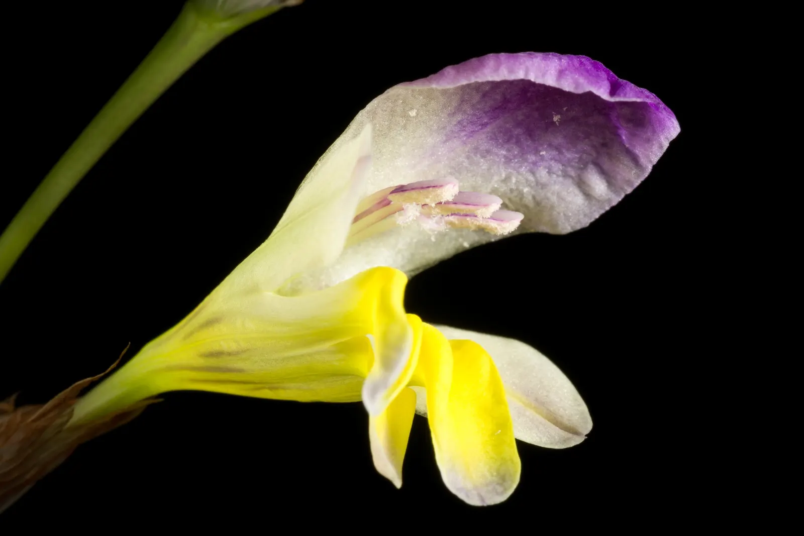 Sparaxis, Harlequin Flower (Sparaxis Tricolor) — making them ideal for mid-border plantings or as an accent in rock gardens; bulb / perennial with, image 86
